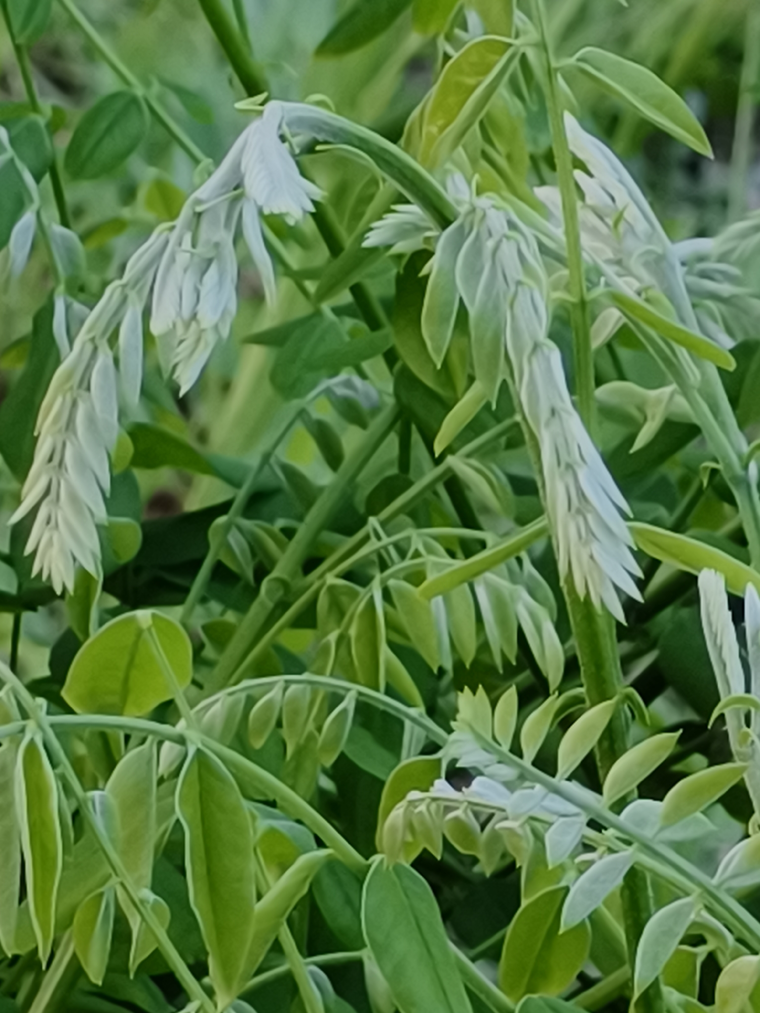 The image shows a cluster of green plants with white, feathery inflorescences. The leaves are a mix of rounded and elongated shapes, creating a dense, interwoven composition. The background is blurred, emphasizing the plants in the foreground. It is impossible to verify the location in Kryvyi Rih, Ukraine.