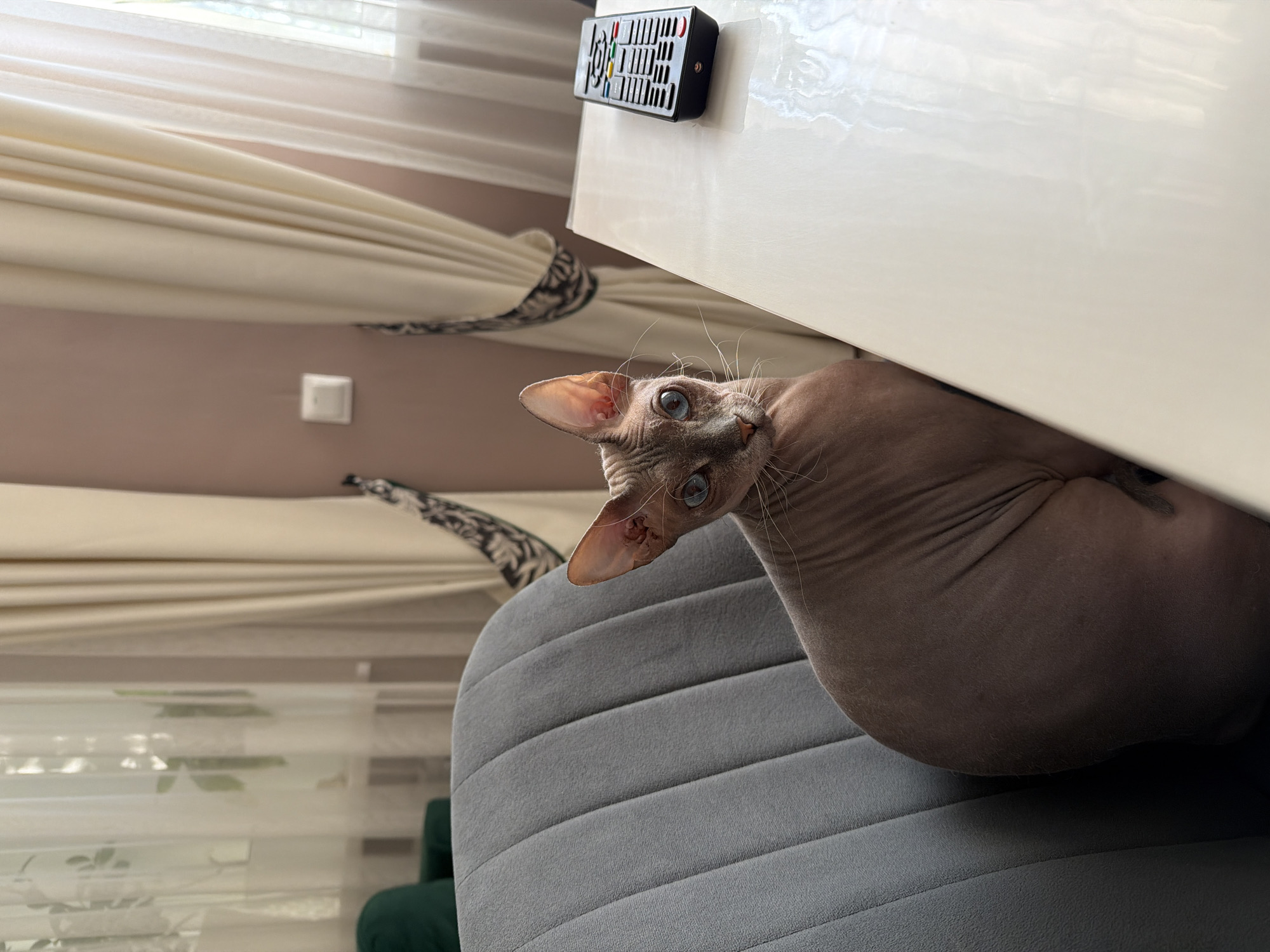 A hairless cat with blue eyes sits on a grey armchair next to a white table. A black remote control is placed on the table. The room has light-colored curtains and a light-colored wall with a white light switch. The image appears to be taken indoors in Buzuluk, Russia.