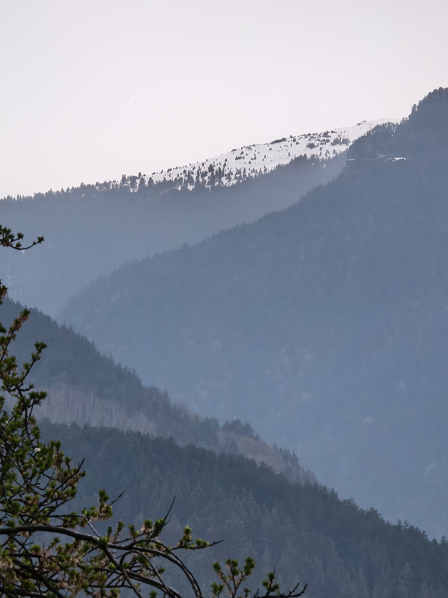The image shows a layered view of mountains in the city of Unknown, Unknown. The mountains are covered with trees, and some snow is visible on the top of the furthest mountain. A tree branch is in the foreground on the left side of the image. The sky is overcast and gray. There is a misty atmosphere.