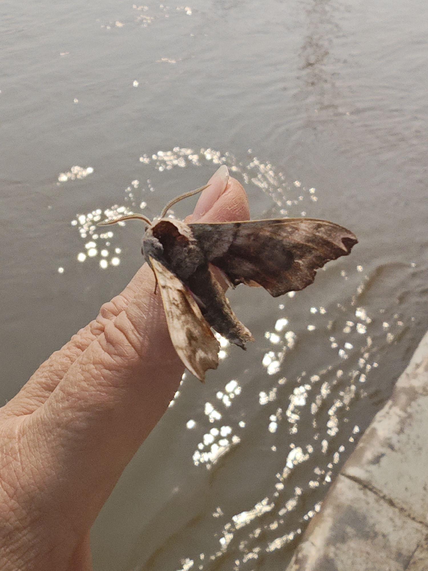 A moth rests on a person's thumb, with its wings partially open. The moth is brown and tan with intricate patterns. The person's hand is in focus, showing detailed skin texture and wrinkles. The background is out of focus and appears to be a body of water with sunlight reflecting off the surface, creating a shimmering effect. The environment suggests an outdoor setting near water. The image does not provide any information that would allow for identification of a specific location in Krasnoyarsk, Russia.