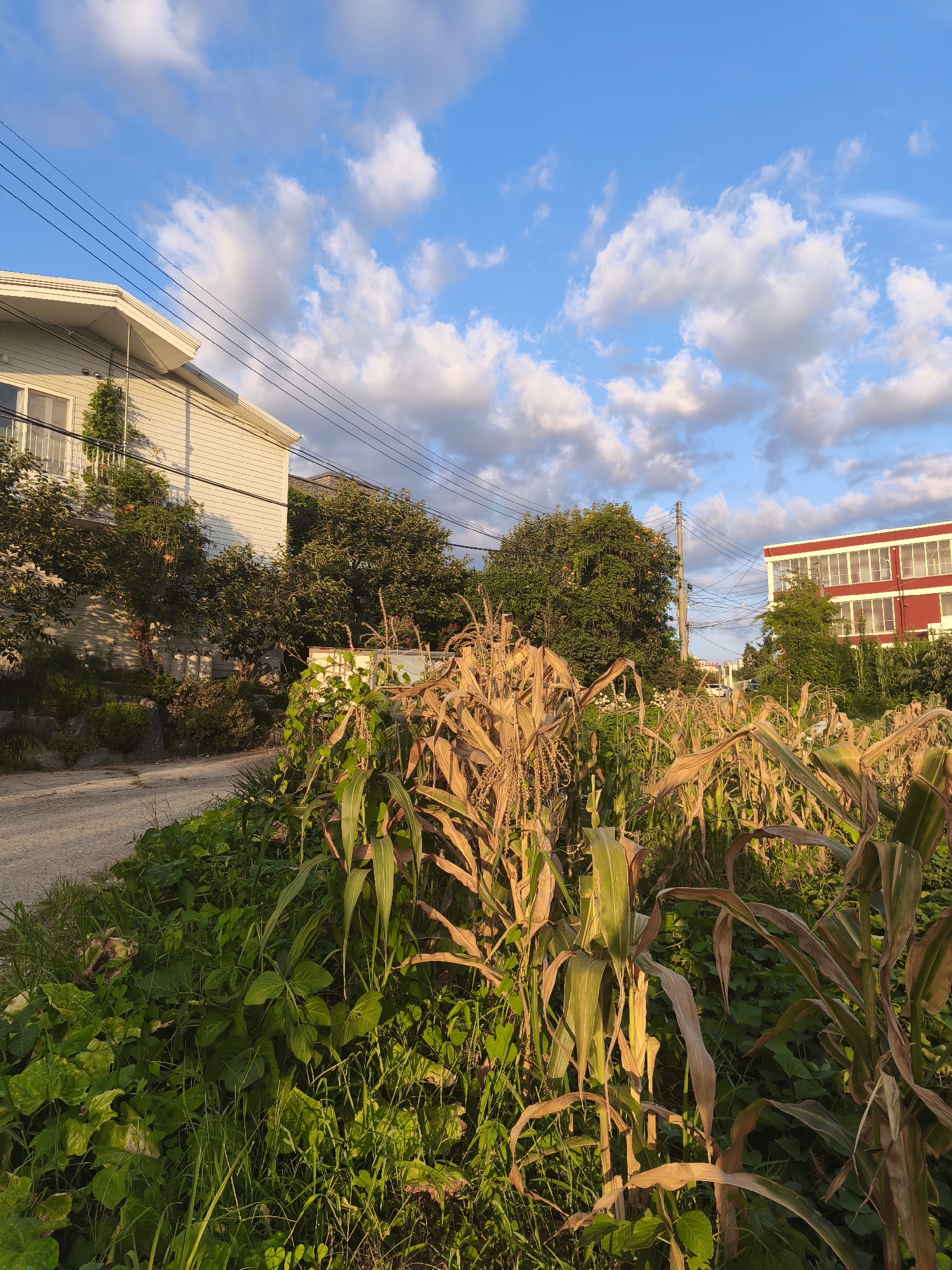 The image depicts a rural scene in Asan-si, South Korea, characterized by a dirt road, cultivated fields, and residential buildings under a partly cloudy sky. In the foreground, a field of dry corn stalks stands prominently, interspersed with lush green vegetation and grass. To the left of the road, a light-colored, two-story house with a white gable roof is visible, featuring windows and a balcony. Behind the cornfield and to the right, a larger building with a red facade and white-trimmed windows is present, suggesting a more urban or industrial presence. Power lines traverse the sky, indicating the presence of infrastructure. The lighting suggests it is either early morning or late afternoon, with the sun casting a warm glow on the scene. No people are visible in the image.