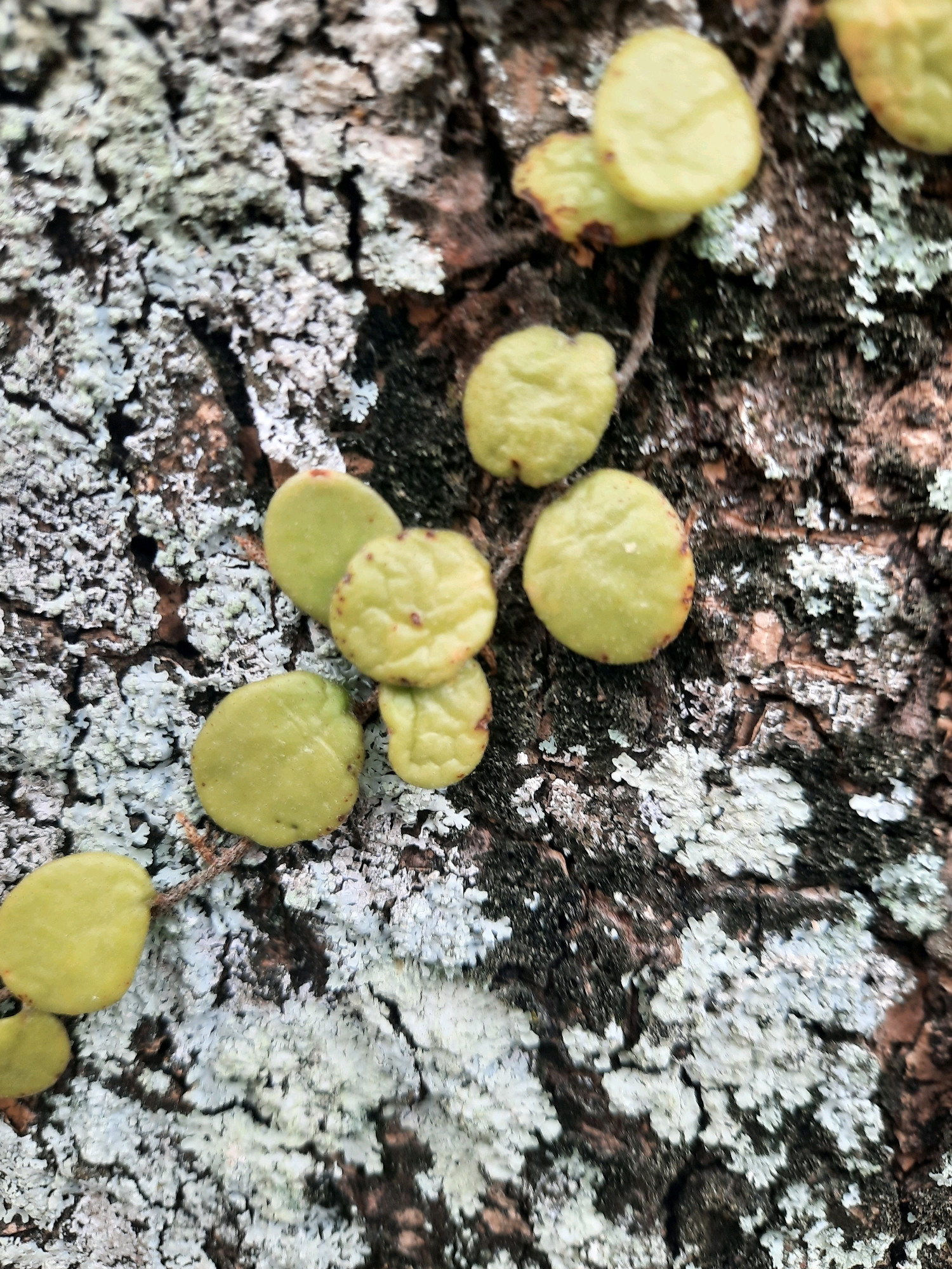 A close-up, top-down, eye-level shot shows several small, round, light green, scale-like growths on the textured, dark brown bark of a tree. The bark is partially covered in patches of pale grey and white lichen. The growths appear to be a type of epiphytic plant, possibly a fern or a moss, with a slightly wrinkled texture and some darker brown spots on their surface. The lighting is natural, suggesting an outdoor environment. The image is focused on the details of the plant and bark, with a shallow depth of field that blurs the background slightly. There are no people or animals visible in the frame. The environment appears to be a natural setting within Babakan Madang, Indonesia, likely a park, forest, or garden.