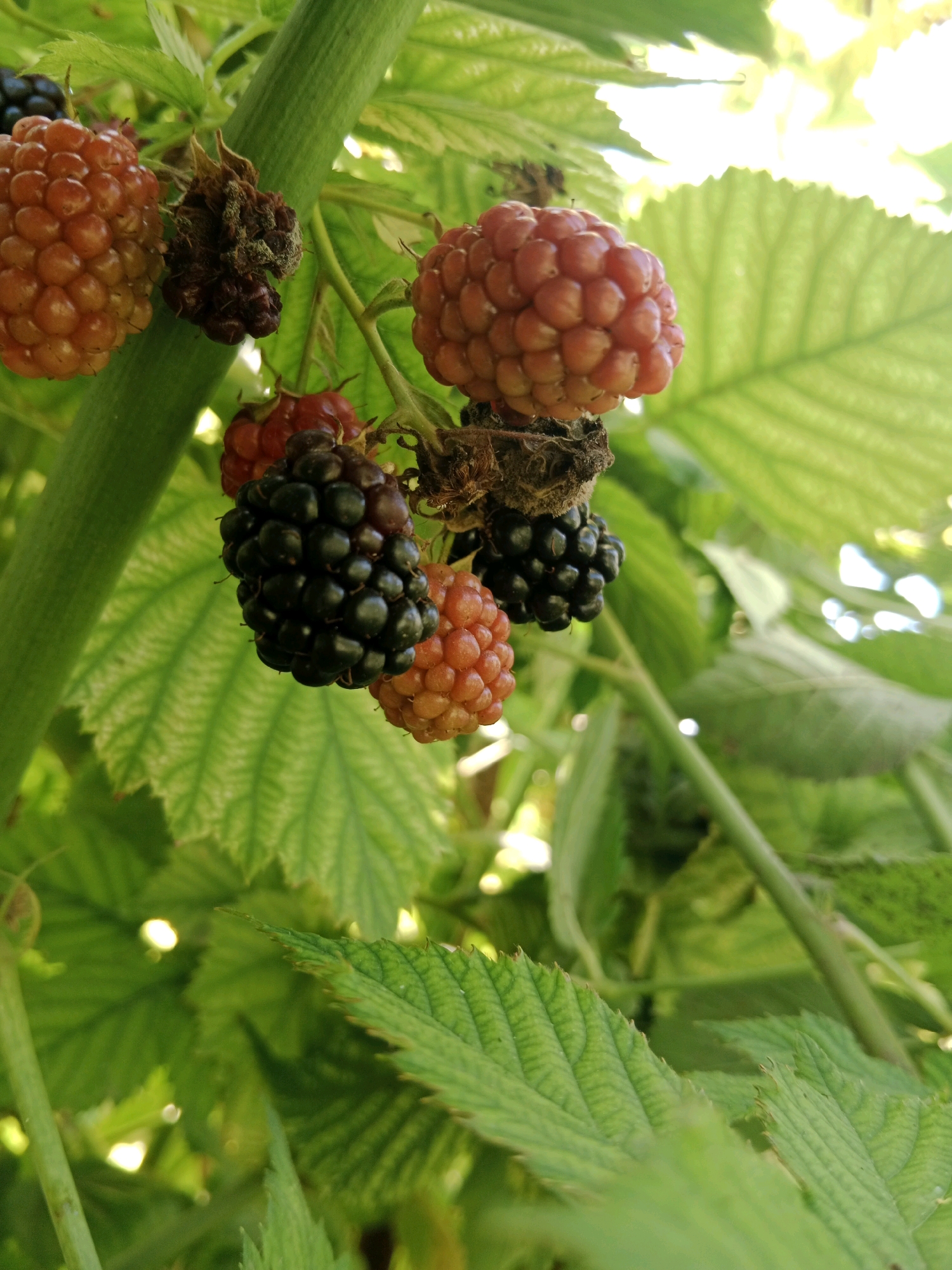 A close-up, low-angle shot captures a cluster of unripe raspberries and blackberries hanging from a green stem amidst lush foliage. The raspberries, in various stages of ripeness, range from a pale orange-red to a deeper reddish-pink. Several of the fruits appear to be shriveled and dried, likely due to overripeness or pest damage. A few dark, almost black berries, likely blackberries, are interspersed with the raspberries. The background is dominated by out-of-focus green leaves, with bright, dappled sunlight filtering through, creating a soft, luminous effect. The scene suggests a natural, outdoor setting, possibly a garden or wild growth, in Mălăieștii Noi, Moldova. There are no people or animals visible in the frame.