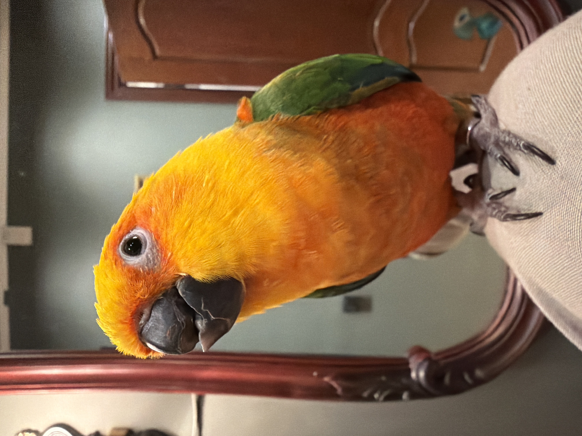 A close-up shot depicts a colorful sun conure parrot perched with its feet gripping onto a light-colored fabric. The parrot has vibrant yellow and orange plumage, with a patch of green feathers on the top of its head. It has a gray beak and a white ring around its eye. The background includes a blurry wooden structure with red trim. There is no evidence to suggest the image was taken in Khimki, Russia.