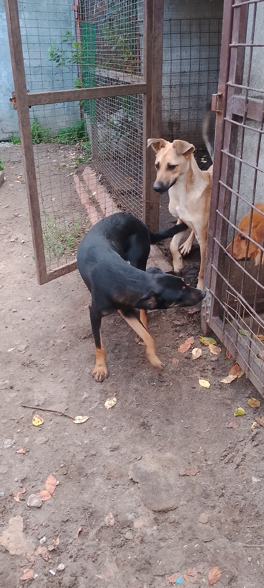 A medium shot captures three dogs near a metal enclosure with a wire mesh. A black dog with tan markings on its legs stands in the foreground, facing left and looking downwards. Its body is arched, and one front leg is extended forward as if mid-step. To its right, a light tan dog stands facing right, looking down at the black dog. Behind the tan dog, in the enclosure, a brown dog is partially visible. The ground is composed of dirt and scattered fallen leaves. The enclosure has a wooden frame and wire mesh. In the background, a concrete wall with a grid pattern and some greenery are visible. The scene appears to be an outdoor area in a city, potentially a shelter or a yard, located in Belgorod, Russia.