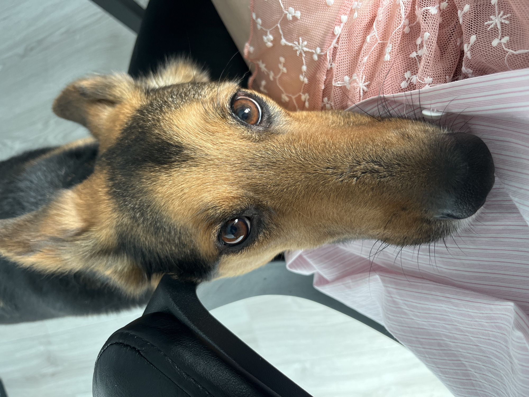 A close-up shot shows a German Shepherd dog's face as it looks up at the camera. The dog's head is positioned in the foreground, with its eyes, nose, and ears clearly visible. The dog appears to be sitting in a chair, as suggested by the presence of a black armrest to the left and a portion of a pink-and-white striped garment beneath its chin. The background is blurred, but appears to be an indoor setting with a light-colored floor and a wall. The lighting is natural and bright, illuminating the dog's fur and expressive eyes.