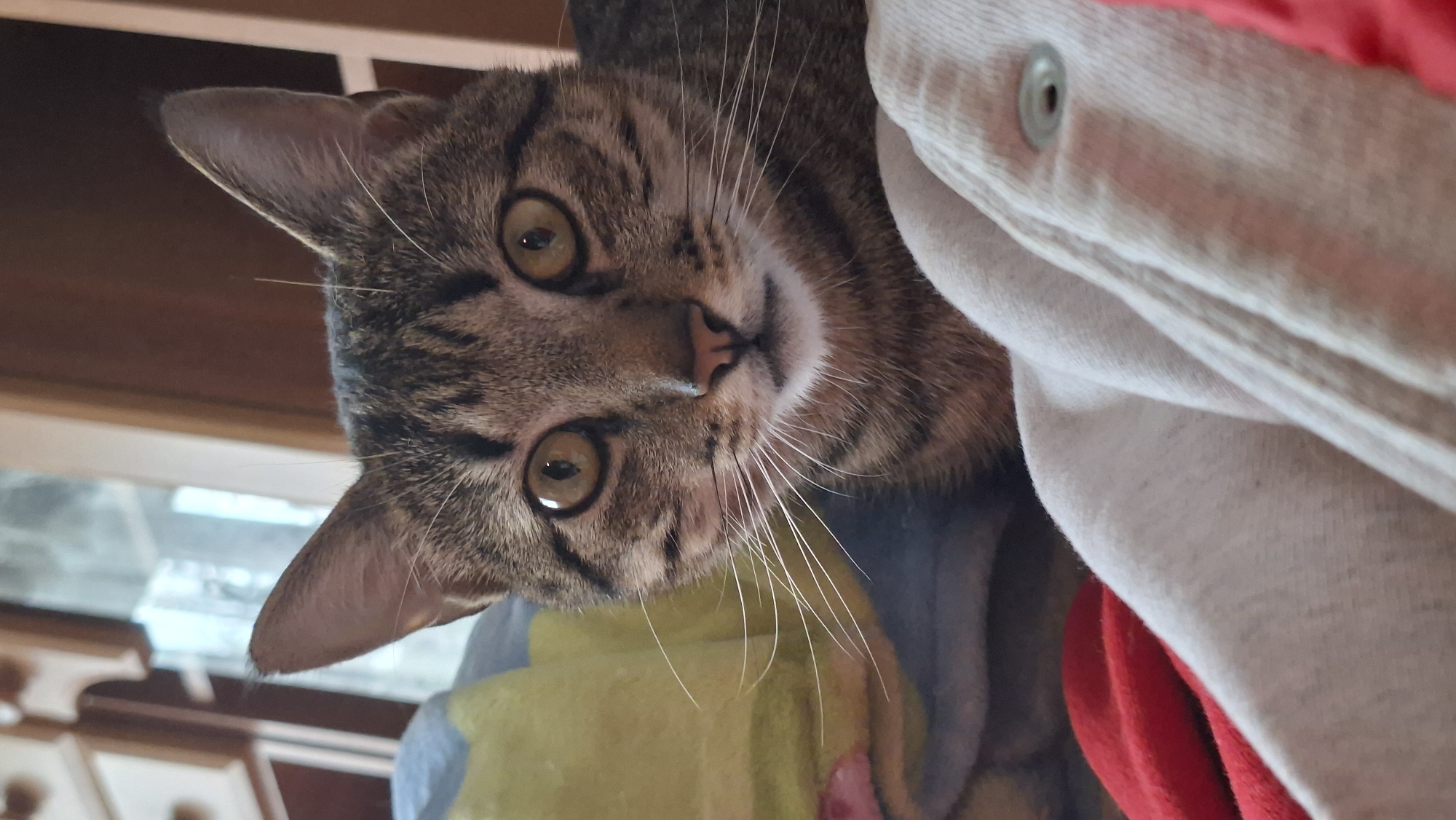 A close-up, eye-level shot shows a tabby cat's face as it looks directly at the camera. The cat has large, round, amber-colored eyes with dark pupils. Its fur is a mix of brown and black stripes, with white whiskers fanning out from its nose. The cat's ears are pointed and stand upright. The background is blurred, but it appears to be an indoor setting with hints of furniture and bedding in shades of yellow, blue, red, and white. The cat is positioned centrally in the frame, with its face taking up most of the visual space. No specific location in Забалоцкі сельскі Савет, Belarus can be determined from the image.