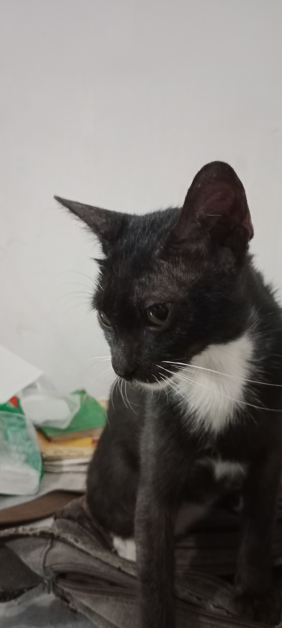 A black cat with a white chest marking is sitting on a dark textured surface. The cat is looking down and to its left. Its ears are pointed upwards, and its whiskers are visible. In the background, there are some blurred objects, including what appears to be some white and green plastic packaging. The scene is indoors, with a plain white wall in the background. The image does not provide any specific information about the location in Tanjung Pinang, Indonesia, or the time of day.