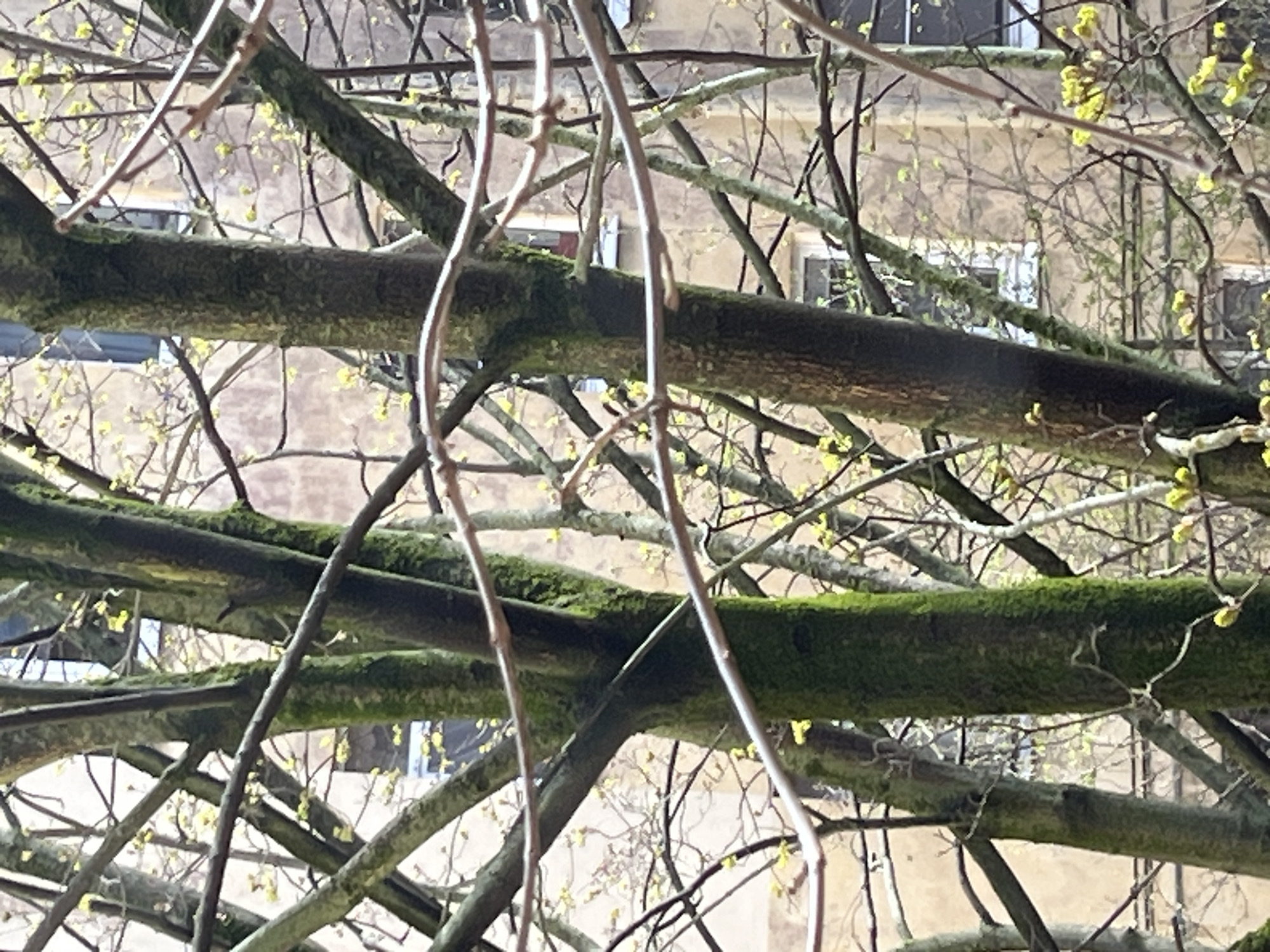The image captures a close-up, static scene dominated by a dense network of tree branches in the foreground, with a building visible through them in the background.
**Subjects:**
The primary subjects are the numerous tree branches, ranging from thick, sturdy limbs to slender twigs. Many of the thicker branches are significantly covered in bright green moss, creating a textured appearance. Small, vibrant yellow buds or newly emerging leaves are scattered across the branches, indicating early spring. In the background, a light-colored building, possibly made of stone or stucco in a pale yellowish-beige hue, is partially visible. Multiple windows with dark panes and some white frames can be seen on the building's facade.
**Activity or event taking place:**
There is no specific activity or event depicted; the image is a still life capturing a natural scene. The presence of budding leaves suggests the ongoing natural process of seasonal change.
**Notable details:**
The time of day appears to be daytime, likely bright and sunny, as suggested by the clear visibility and absence of deep shadows. The yellow buds strongly indicate the season is spring. The architecture of the building, though partially obscured, suggests a sturdy, possibly older structure. No specific location cues beyond an outdoor setting with a building nearby are discernible. The overall mood is peaceful and natural.
**Visible text:**
There is no visible text in the image.