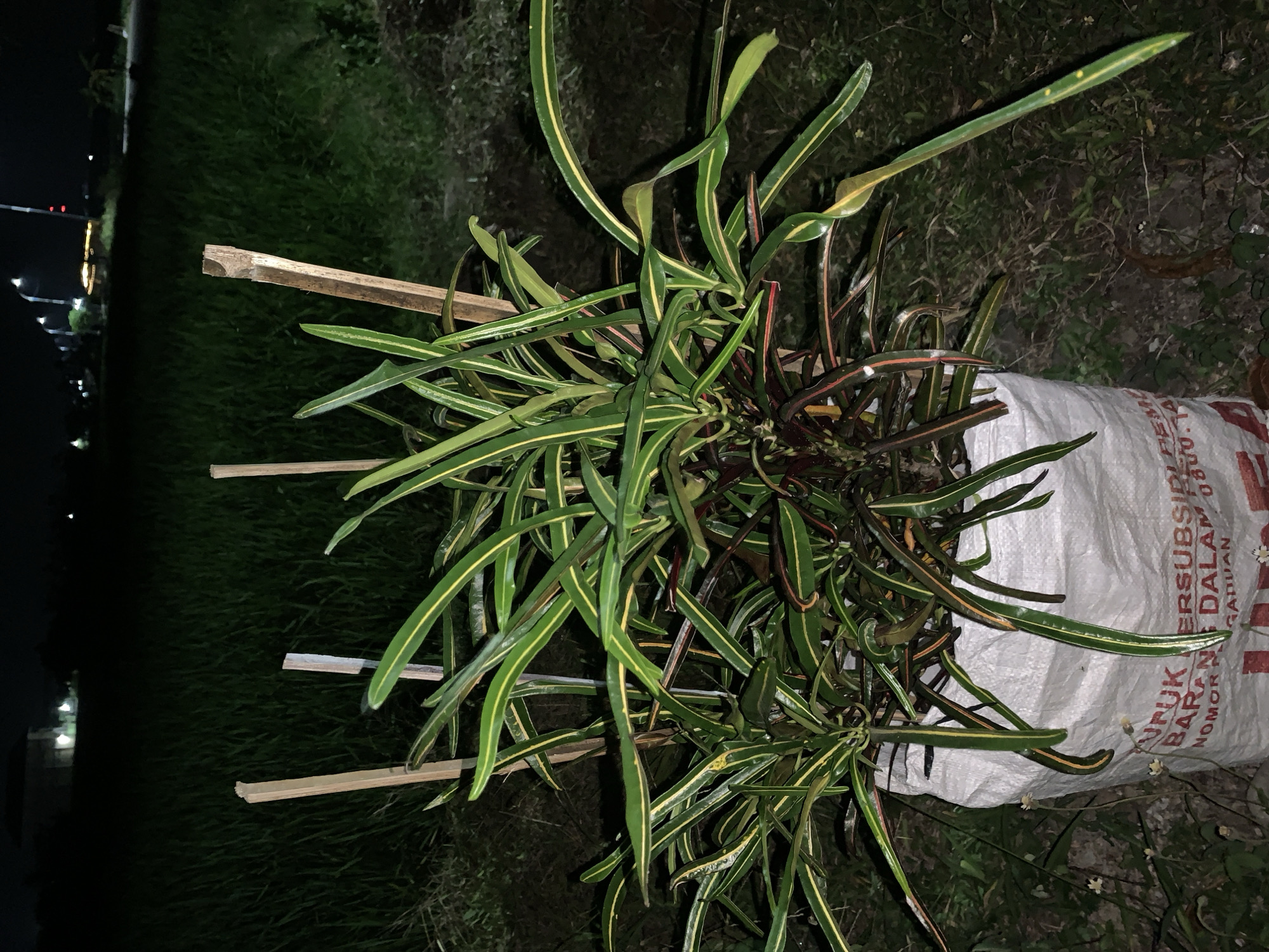 At night in Jungke, Indonesia, a single plant is centrally positioned, potted in a white woven polypropylene bag displaying partial red and black text including "PUPUK SUBSIDI" and numbers such as "0800". The plant features numerous elongated, narrow leaves, predominantly green with distinctive longitudinal yellow striations. Some leaves exhibit reddish-brown hues near the plant's base. Three light-colored wooden or bamboo stakes are positioned around the plant, likely for support. The plant rests on dark ground interspersed with minimal green foliage. In the midground, a dark green field, consistent with rice paddies, extends horizontally. The background reveals artificial illumination from several streetlights, with a cluster of brighter lights and a distant red beacon visible on the horizon against a dark sky. No individuals are present.