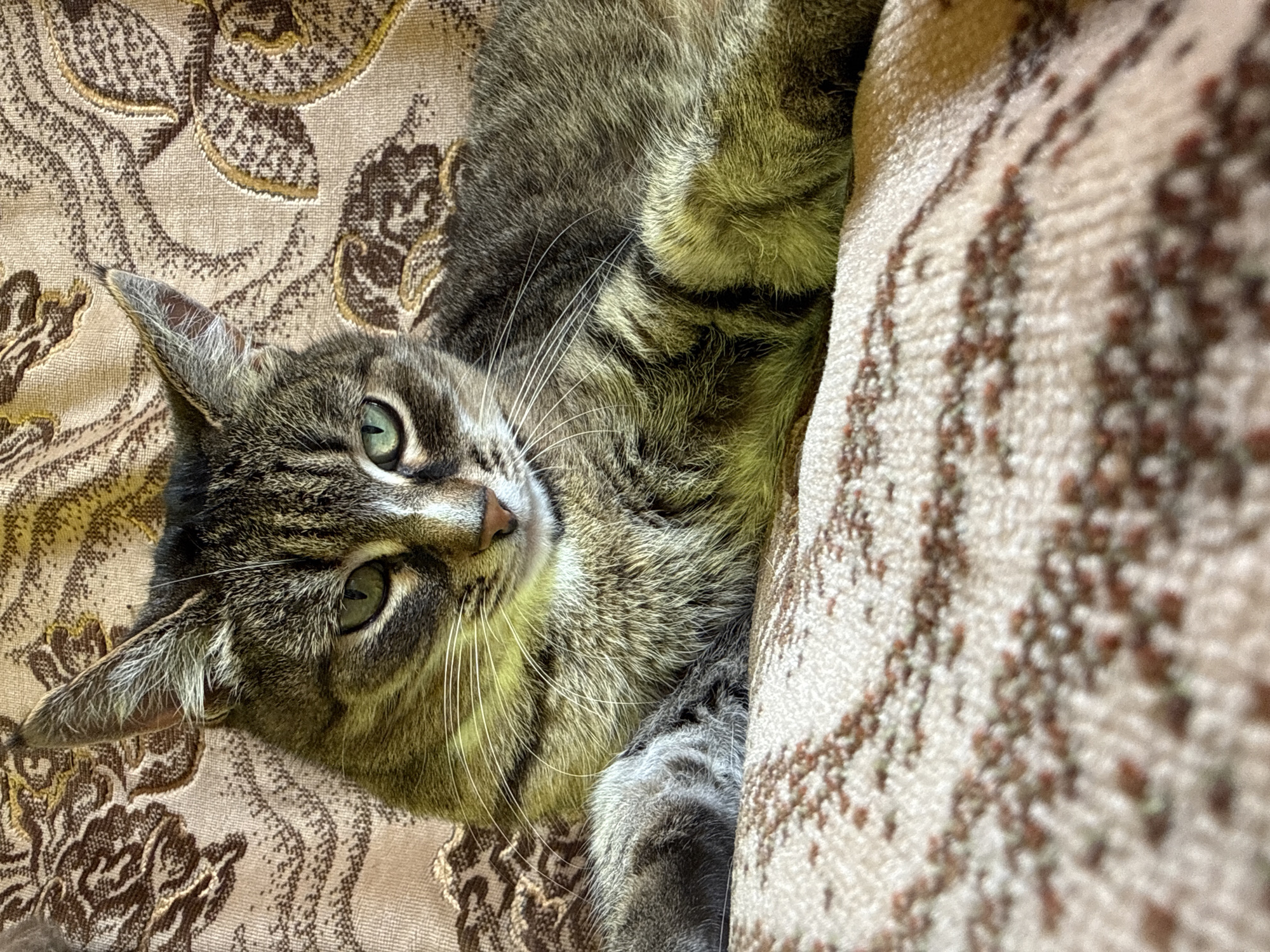 A tabby cat with green eyes and a patterned coat is lying on a couch with a floral-patterned fabric. The cat is positioned centrally in the frame, with its head turned slightly to the left and its gaze directed forward. The lighting in the image appears to be natural, casting soft shadows and highlighting the texture of the cat's fur and the couch. The background is a continuation of the couch's upholstery, featuring a repeating floral design in shades of brown and gold. The scene is indoor, likely in a residential setting. There is no information provided about the location in the city of Votkinsk, Russia.