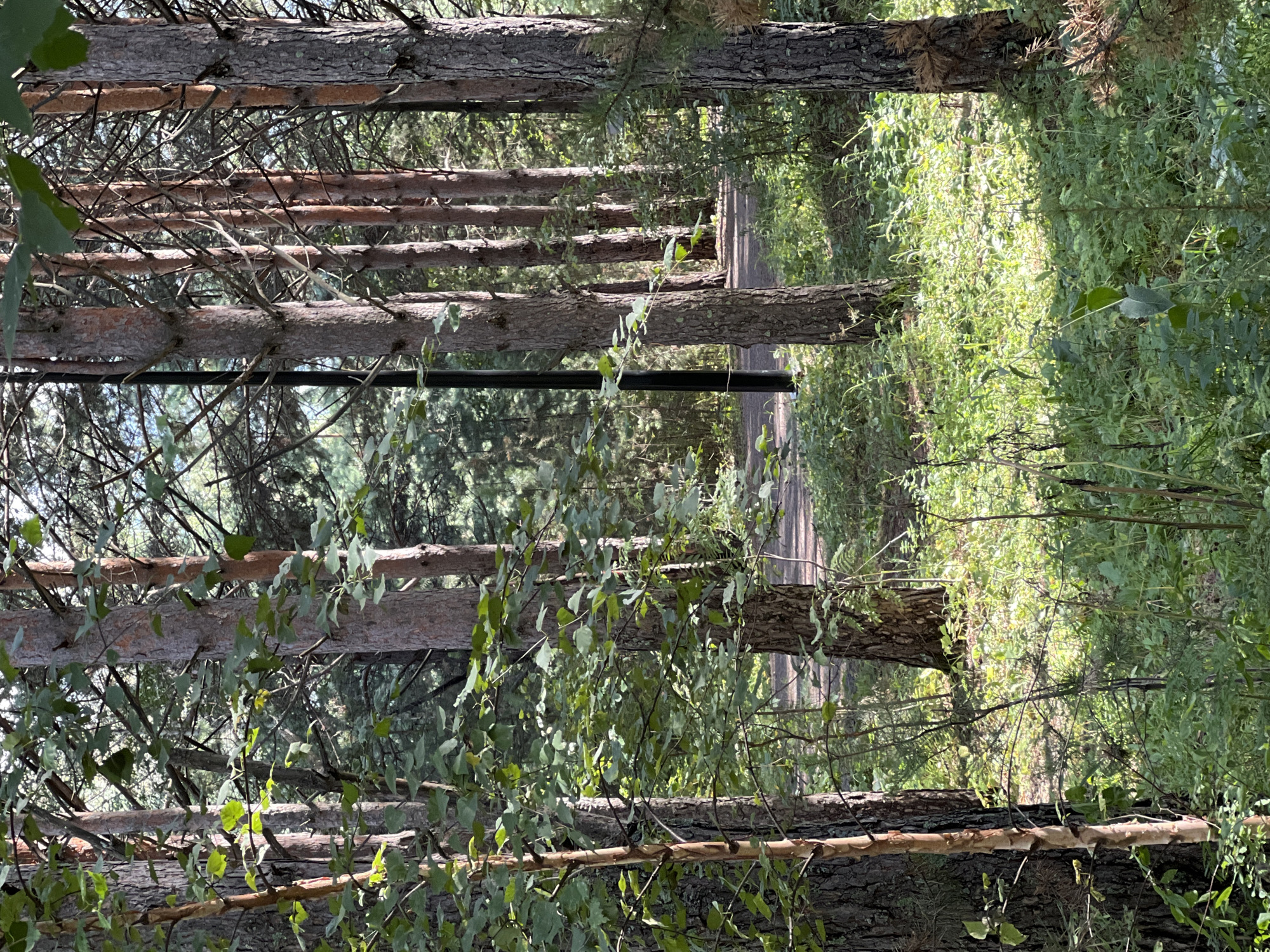 The image depicts a forest scene with tall pine trees and lush green undergrowth, bathed in dappled sunlight. A dark, slender pole, possibly a lamppost, stands vertically amongst the trees on the left side of the frame. A pathway, appearing to be made of gravel or packed earth, is visible winding through the trees in the background. The vegetation consists of various plants and young trees. This image was captured in the "Stolby National Park," a nature reserve located in the city of Krasnoyarsk, Russia. No people or animals are present in the scene.