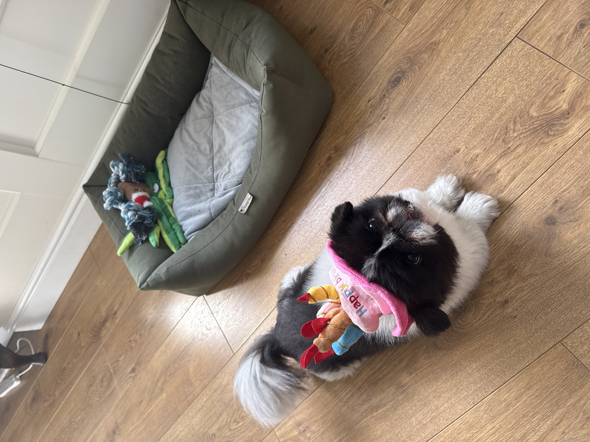A small, black and white Shih Tzu-like dog with a fluffy tail is lying on a wooden floor, wearing a pink "Happy Birthday" themed bandana with candle toys attached. The dog is positioned to the right of a dog bed, which is a rectangular, olive green cushioned bed with a grey quilted interior. Inside the bed, there are dog toys, including a rope toy and a green toy resembling a crocodile. The wooden floor is light brown and shows the grain of the wood. The scene is indoors, likely within a home environment.