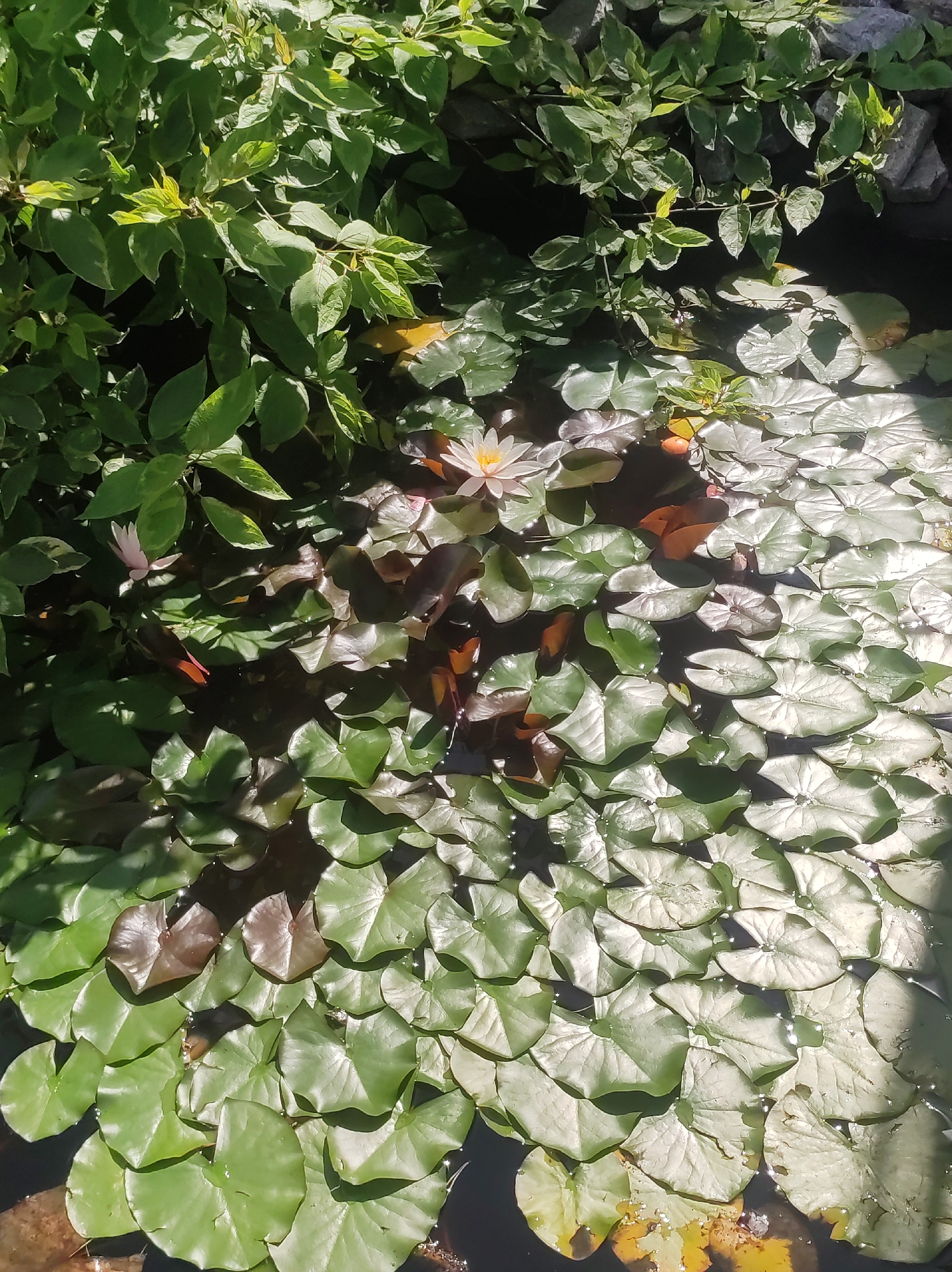 The image depicts a close-up, high-angle view of a water lily pond with abundant lily pads, some of which are a deep reddish-brown color. A single white water lily with yellow accents is visible in the upper center, along with a small pink bud to its left. Lush green foliage overhangs the pond from the top and left sides of the frame, casting dappled shadows on the water. The environment appears to be a naturalistic pond setting, possibly in a garden or park. There is no specific indication of the location being within the city of Фоки, Russia. The image focuses solely on the aquatic plants and surrounding vegetation.