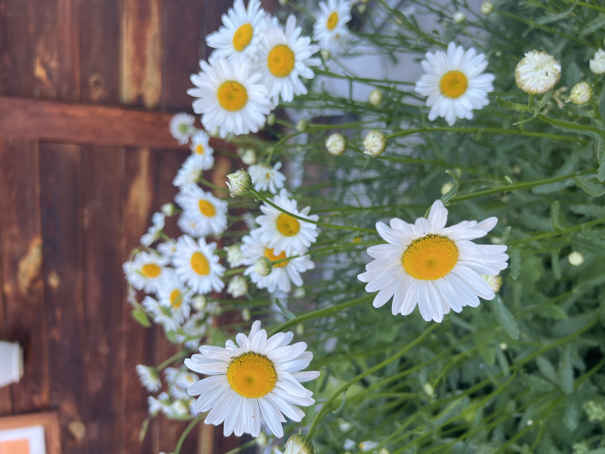 In a garden in Mochische, Russia, a cluster of white daisies with yellow centers is in full bloom. The daisies are in the foreground, with their white petals slightly blurred and their yellow centers sharp and clear. The background is a wooden fence, with vertical planks of dark brown wood. The fence is slightly out of focus, suggesting it is further away from the camera than the flowers. The overall impression is one of natural beauty and tranquility, with the daisies bringing a touch of color and life to the scene.