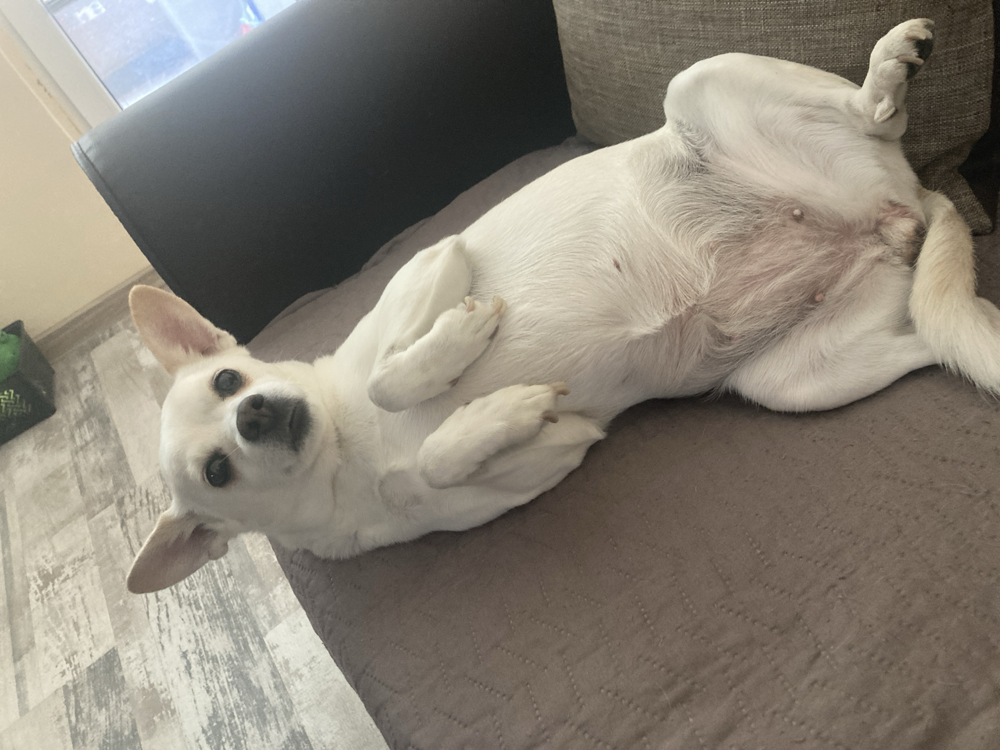 A white dog is lying on its back on a couch. The dog is facing the camera and has its front paws resting on its chest. The couch is covered in a brown blanket. In the background, a window shows a bright sky. The image appears to be taken indoors, possibly in a living room. There is no information provided regarding the location in Burgas, Bulgaria.