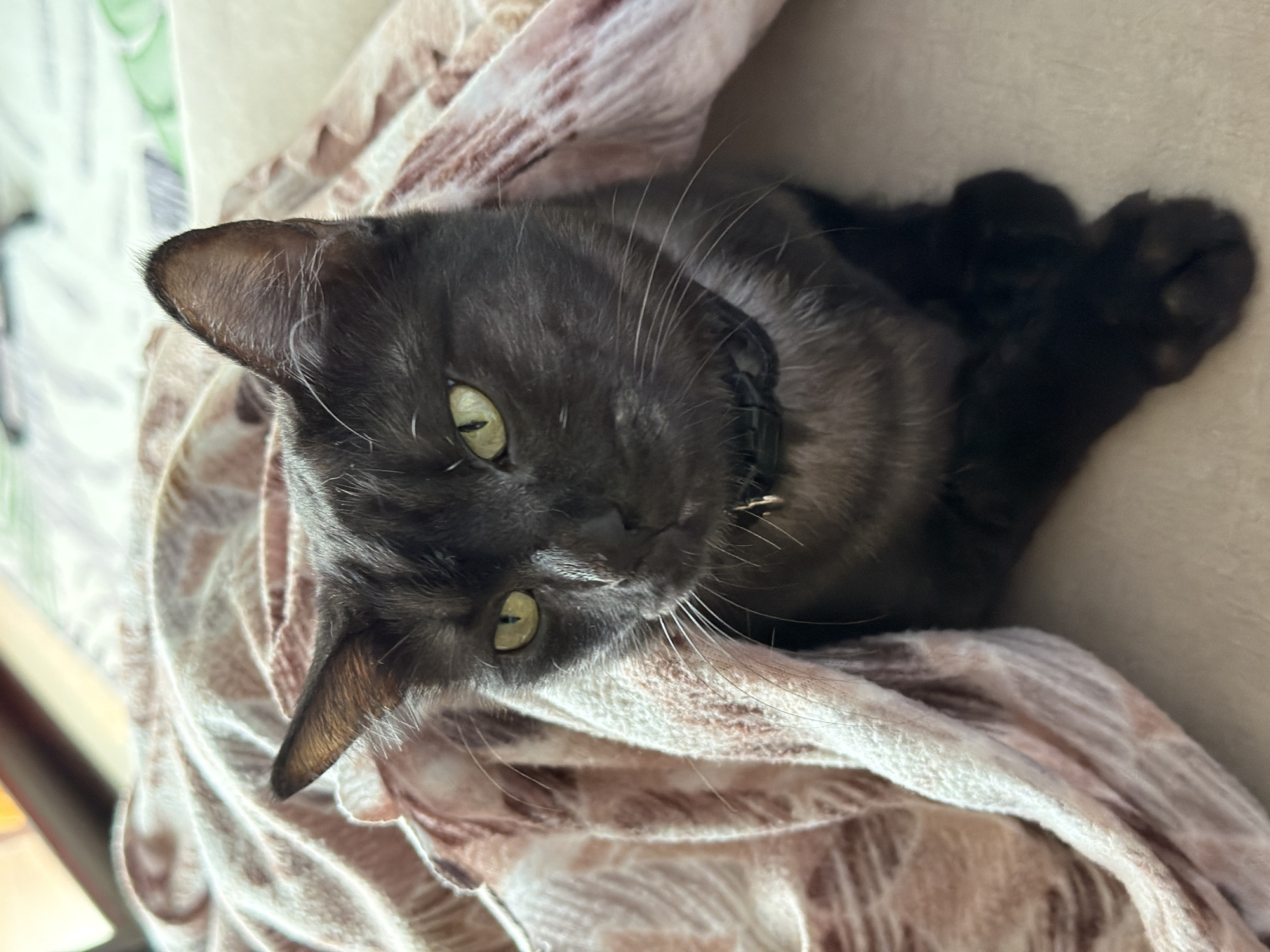 A black cat with bright green eyes is peeking out from under a pink and white patterned blanket. The cat is looking directly at the camera with its head slightly tilted. Its paws are crossed in front of its chest. The background is softly blurred, but appears to be a bed or sofa. The lighting suggests it is daytime, possibly indoors with natural light. There is no visible indication of the location being Ko Samui District, Thailand.