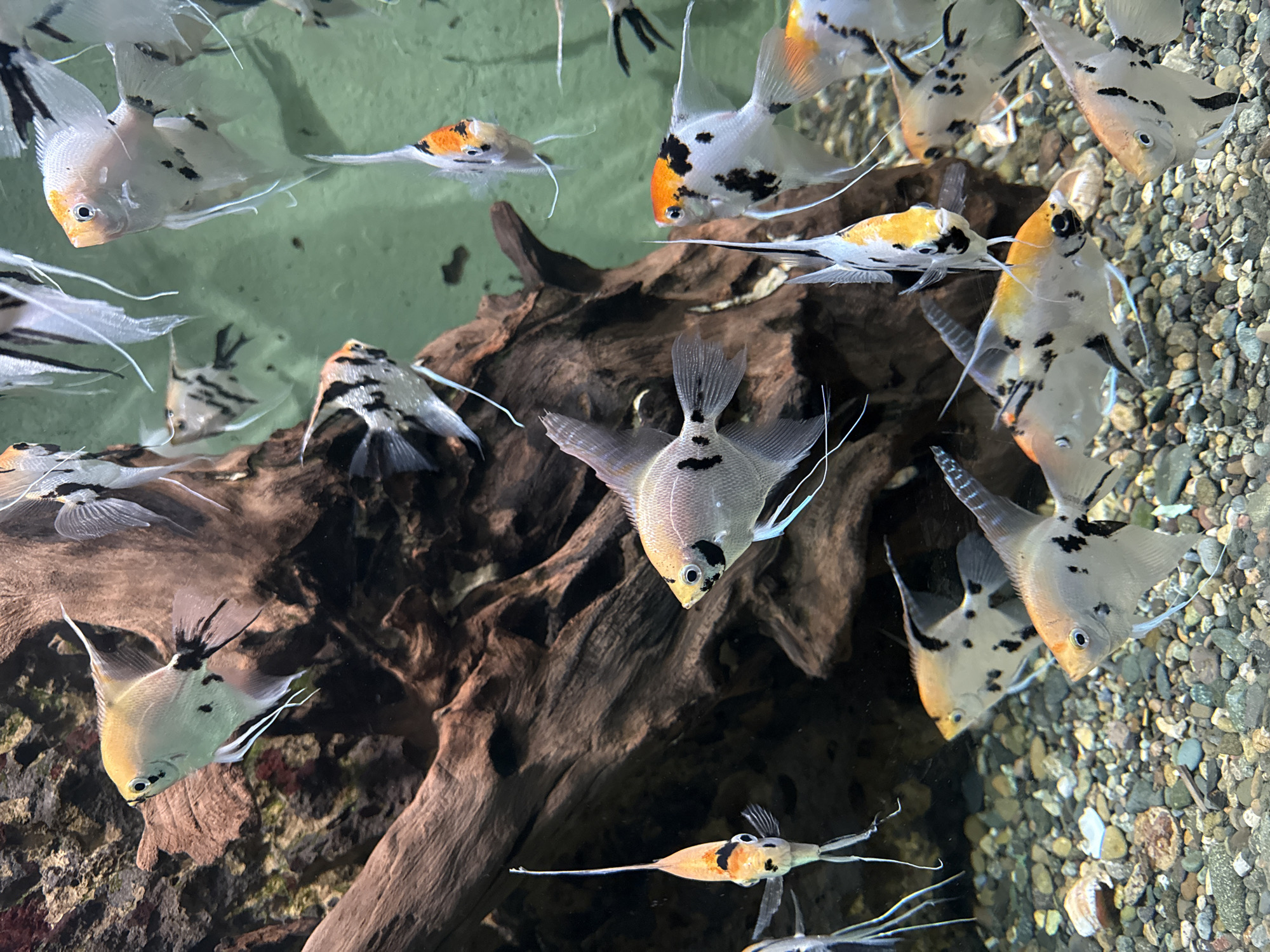 The image shows a freshwater aquarium with numerous angelfish, some of which have a black and orange coloration on their heads and fins, swimming amidst a backdrop of driftwood and small, multi-colored pebbles at the bottom. The fish are various sizes and patterns, with some having more pronounced black markings. The environment is likely contained within an aquarium setting, judging by the water clarity and controlled substrate. There are no people visible in the frame. The location in Batumi, Georgia, is unconfirmed through image analysis.