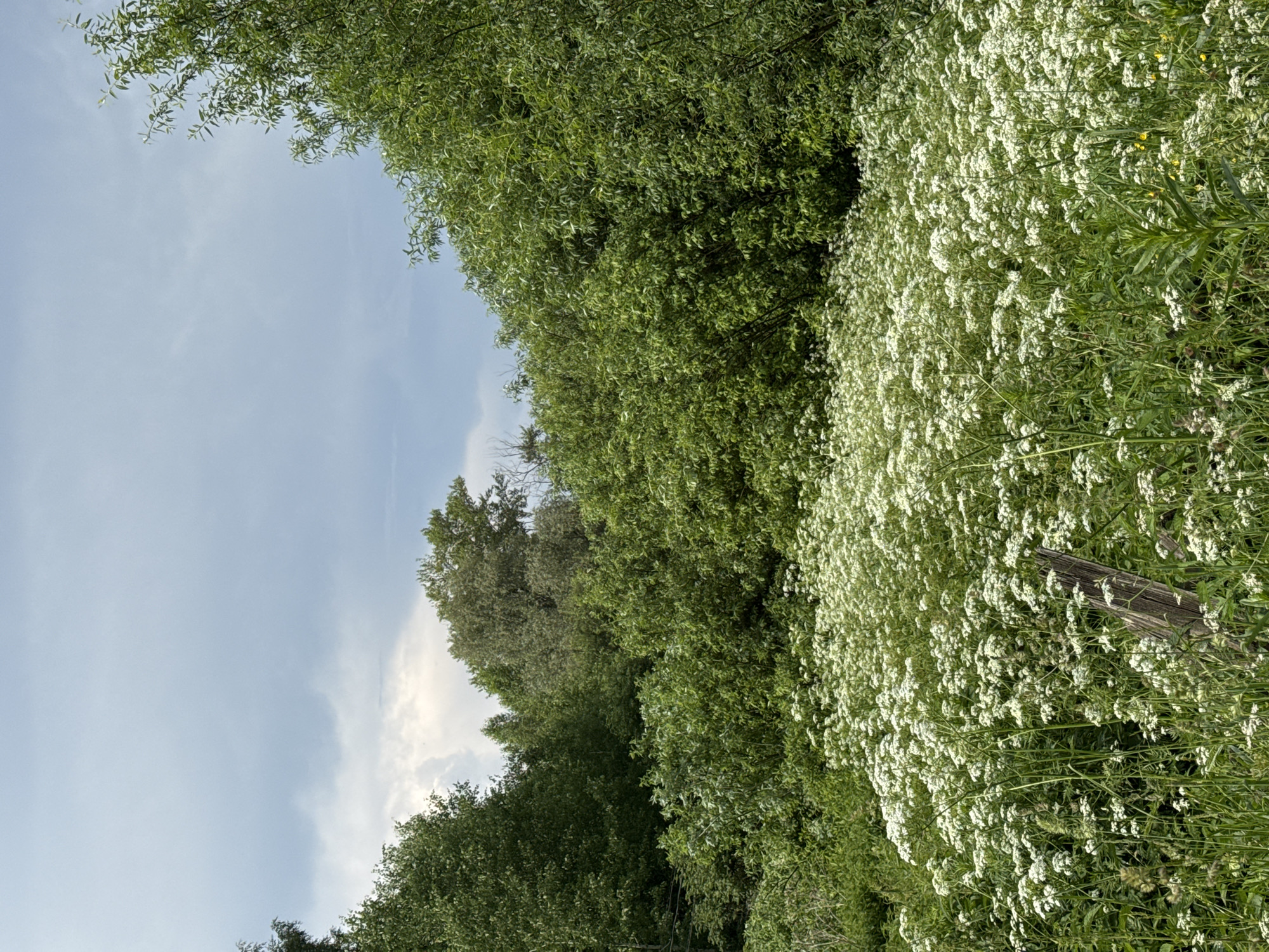 The image shows a field of white wildflowers in the foreground, with a wooden post partially visible among the flowers. Behind the field, there is a dense line of green trees and shrubs, with a cloudy sky overhead. The location is identified as Вассята, Russia. There are no people or animals visible in the image. The environment is natural and overgrown, suggesting a rural or undeveloped area.