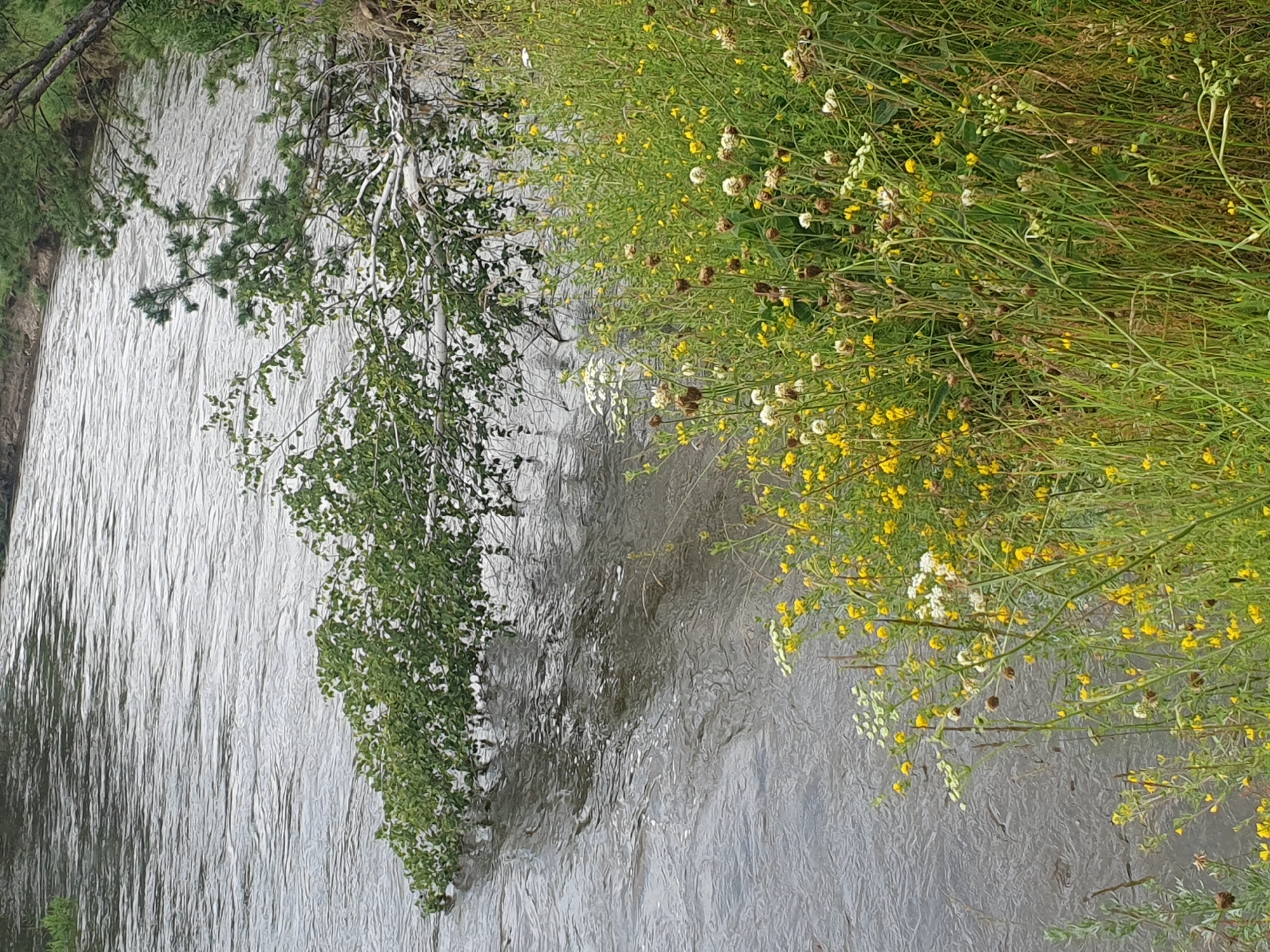 A fallen tree with green leaves extends over a river. The river has rippling water, and a muddy bank is visible on the right side. A dense patch of wildflowers, predominantly yellow and white, grows on the bank, with some brown seed heads. The scene appears to be in a natural setting, likely a riverbank in Mukhametovo, Russia.
