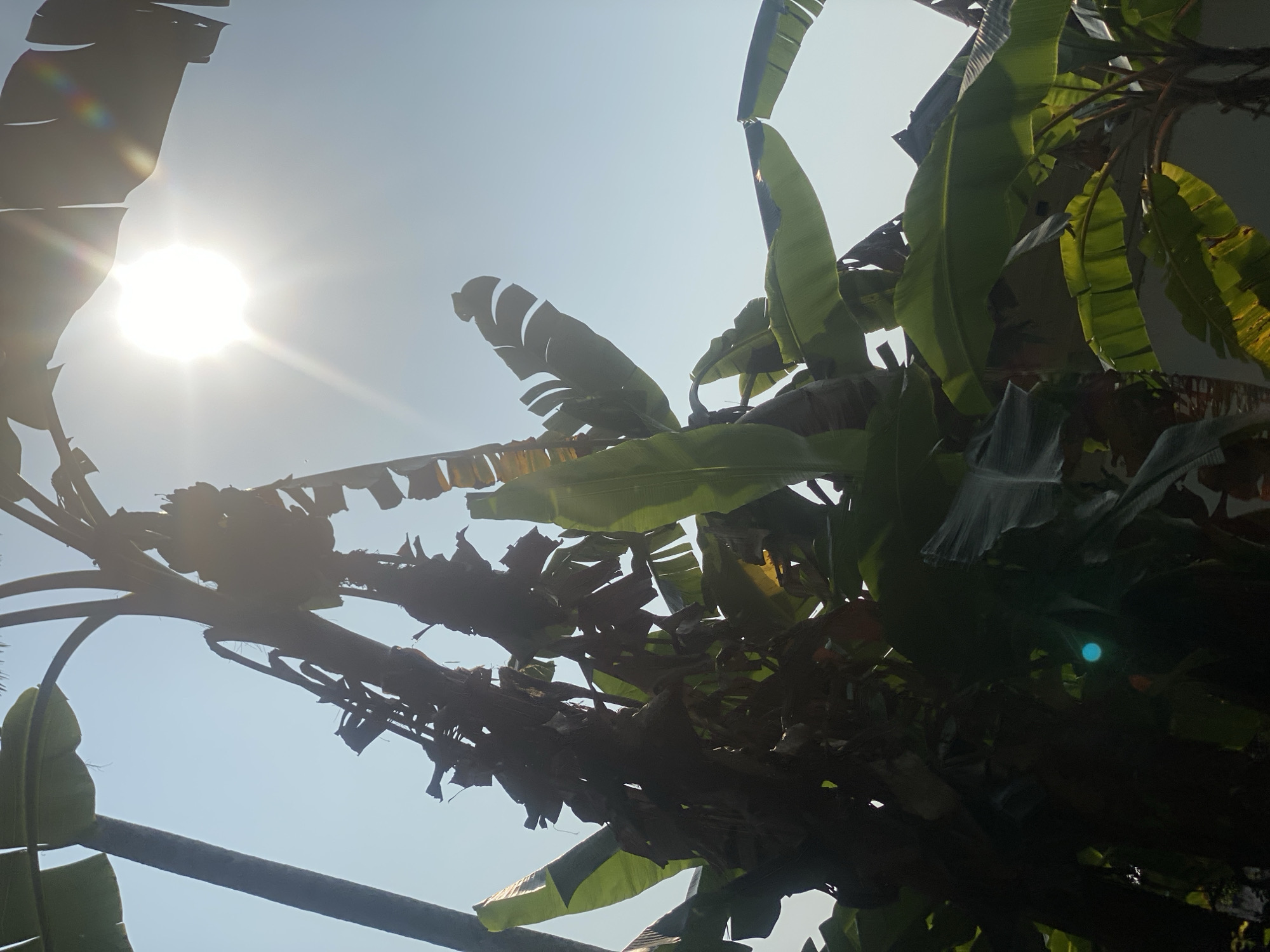 The image captures a view of banana trees against a bright, sunny sky, with the sun prominently visible in the upper right quadrant. The banana leaves are large and green, some silhouetted against the sun, while others are illuminated, showing veins and texture. Some of the leaves appear dried and brown, suggesting parts of the trees are older or have been affected by the weather. The scene is set outdoors, likely in a tropical or subtropical climate. The lower right portion of the image shows a hint of a building or structure, possibly a wall. There are no people visible in the image. The overall impression is one of lush vegetation and bright sunlight. The location is identified as Banjarbaru, Indonesia, a city known for its tropical climate which would support the growth of banana trees.