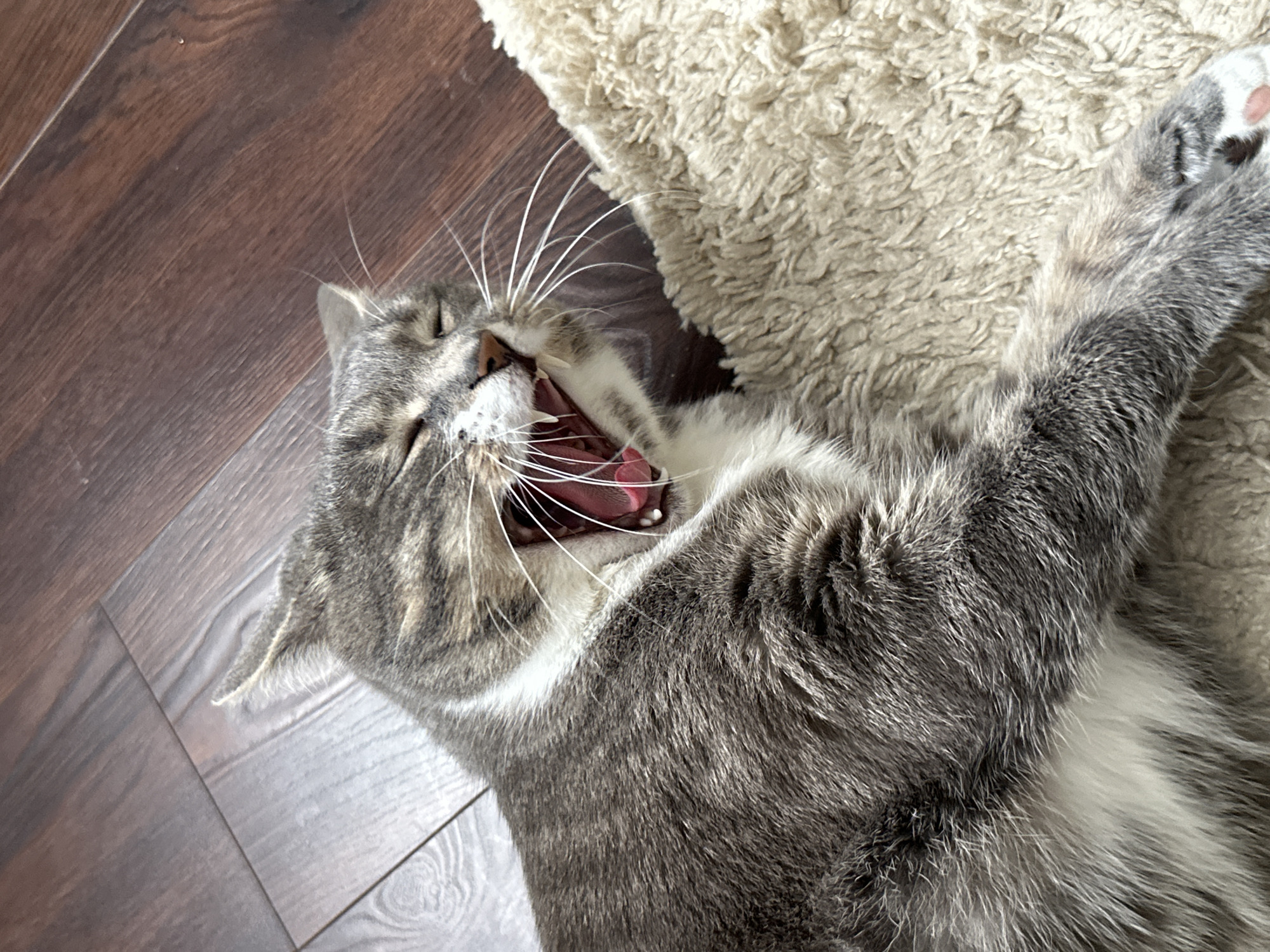 A high-angle, close-up shot captures a domestic tabby cat lying on its back, mid-yawn, in an indoor setting. The cat's fur is a mixture of grey, black, and white stripes and patches, characteristic of a tabby pattern. Its mouth is wide open, revealing a pink tongue, the roof of its mouth, gums, and small, sharp teeth. Its eyes are squinted or closed, and prominent white whiskers fan out from its muzzle.
The cat's body is stretched out, with its front paws extended upwards. One paw, showing a soft pink paw pad, rests on a light-colored, shaggy rug or blanket. The cat's head and the majority of its body are positioned on a dark brown wooden floor, which features distinct plank lines and visible wood grain. The scene conveys a moment of relaxation or sleepiness for the feline. There is no visible text in the image.