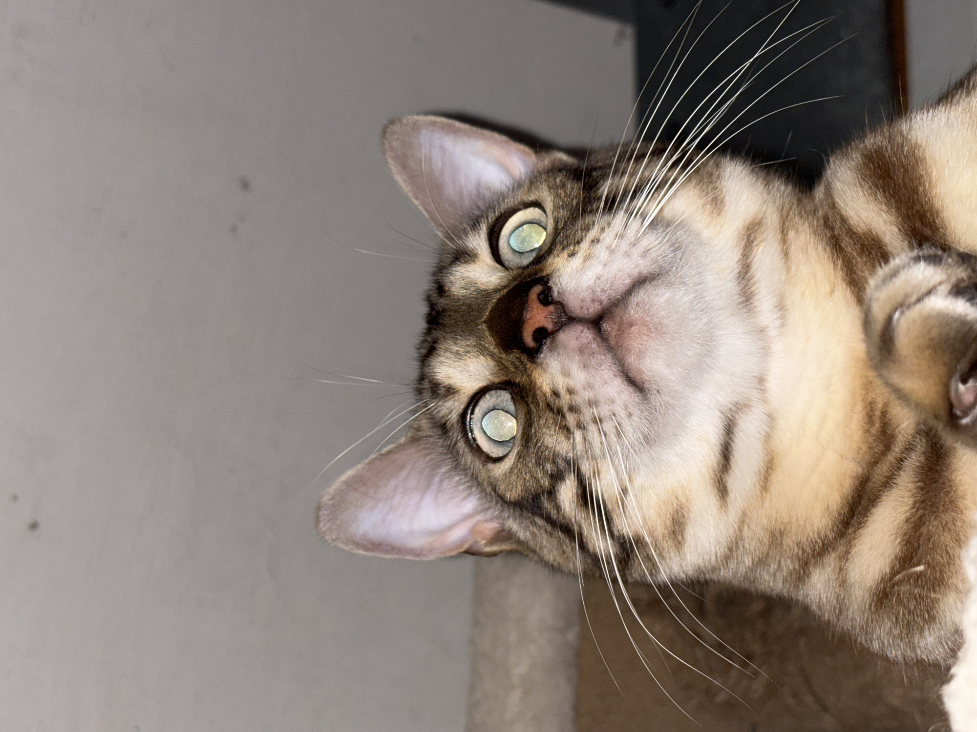 The image is a close-up, low-angle shot of a domestic cat's face, facing upwards. The cat has tabby markings with brown and tan fur. Its eyes are wide open and appear reflective, with a greenish-yellow hue and a visible pupil. The cat's ears are alert and pointed upwards. Its whiskers are prominent and white. The cat's nose is pinkish-brown. Its front paws are clasped together in front of its chest. The background is a plain, light-colored wall with some minor dark spots. The lighting suggests an indoor environment, possibly at night or in dim conditions, with a light source positioned above and in front of the cat, causing the eye reflection. There is no information in the image to indicate the location in the city of Noviy, Russia.