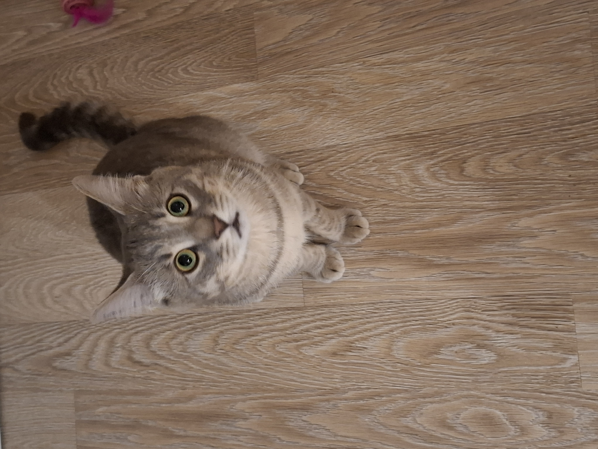A gray tabby cat with bright green eyes is sitting on a wooden floor and looking up. The cat is in the center of the frame, with its body angled slightly to the left. Its tail is curled up behind it. To the right of the cat, a small pink and purple cat toy can be seen on the floor. The floor has a light wood grain pattern. The scene is lit with overhead lighting, casting shadows on the floor. The location of this image is not specified.