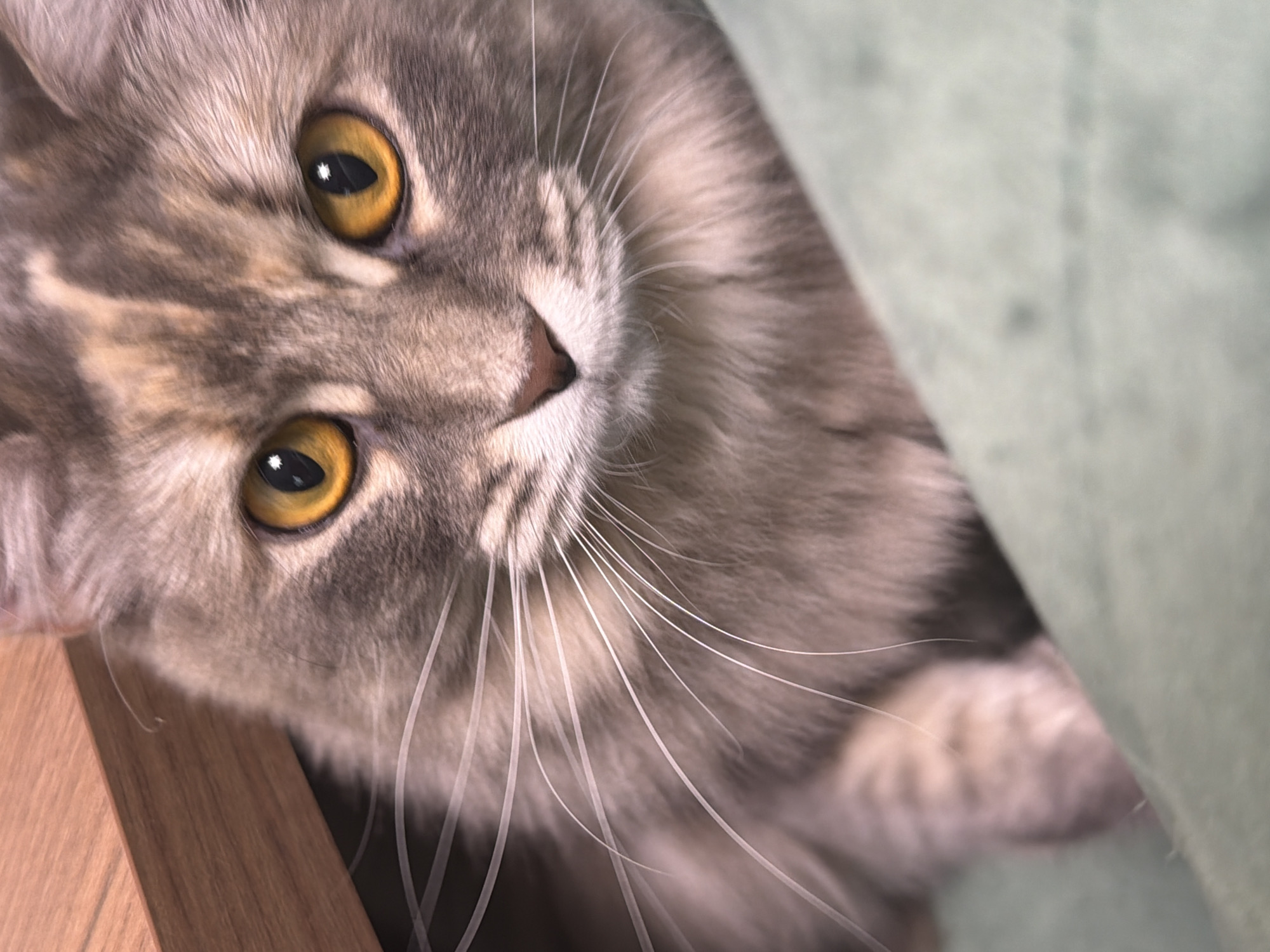 A close-up, low-angle shot captures the face of a long-haired, multi-colored tabby cat with striking amber eyes. The cat's fur displays a mix of grey, beige, and lighter tan tones, with prominent darker tabby markings on its forehead and around its eyes. Its whiskers are long and white, fanning out from its muzzle. The cat is positioned in the foreground, with its head and upper chest visible. The background is divided into two distinct areas: a wooden surface, likely a table or shelf, occupies the upper left portion of the frame, and a soft, pale green fabric, possibly a blanket or cushion, fills the lower right. The lighting is soft, highlighting the texture of the cat's fur and the reflective quality of its eyes. There is no discernible indication of the city of Izhevsk, Russia, nor any other specific location information present within the image itself.