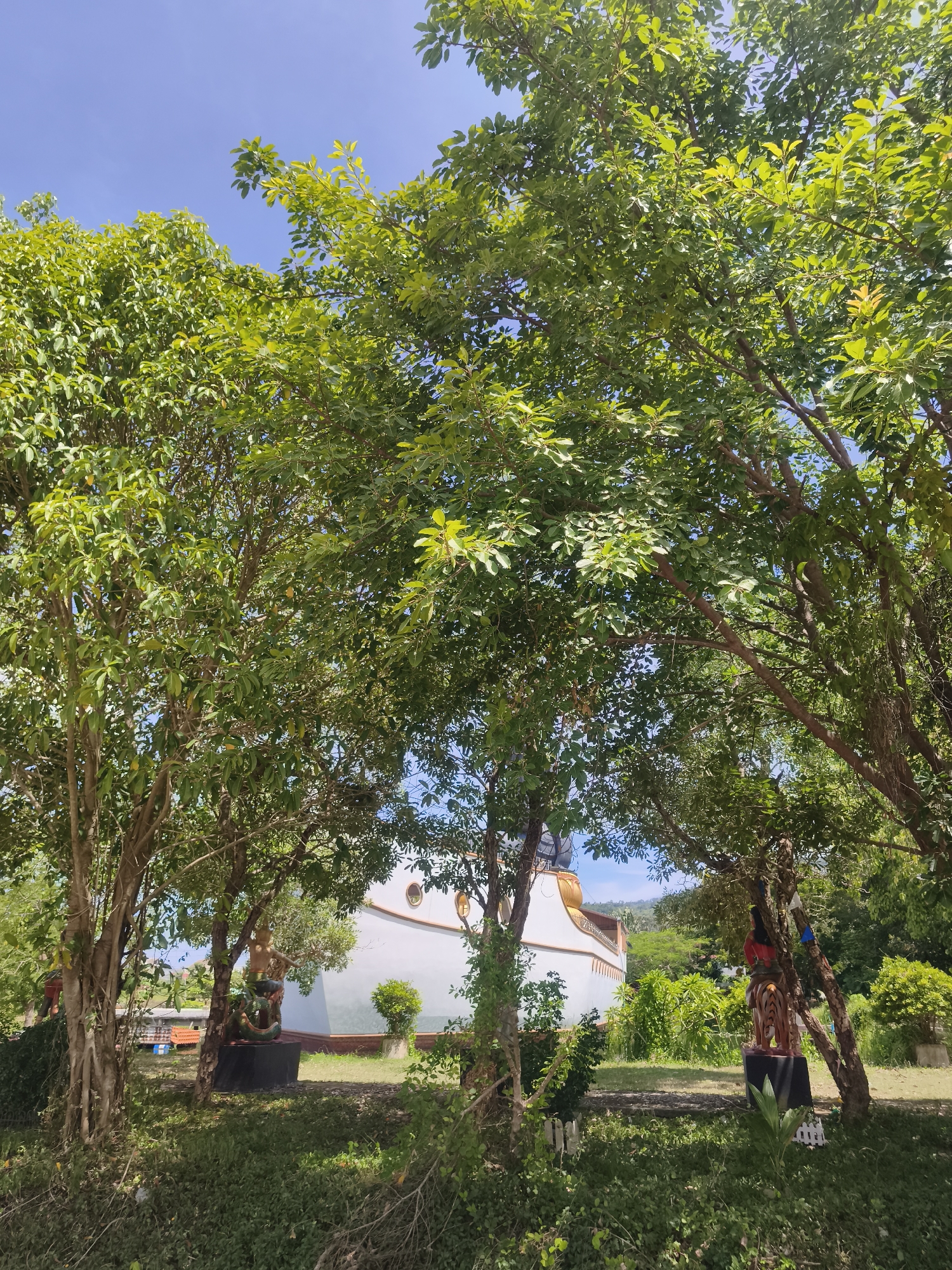 An outdoor, medium shot captures a bright, sunny day in a park-like setting in Ko Samui District, Thailand. In the foreground, lush green trees with abundant foliage create a canopy, partially obscuring the view of the background. The ground is covered with grass and various low-lying plants.
Centered in the midground is a large, white, boat-shaped structure with a golden trim, resembling a temple or monument. To the left of the boat structure, a statue depicts a person in a dynamic pose, possibly wrestling with a mythical creature or serpent. To the right, another statue features a person on what appears to be a horse or similar animal. Both statues are placed on dark, rectangular bases.
Beyond the white boat structure, a lush green landscape with more trees and vegetation is visible, leading towards distant hills under a clear blue sky. The overall scene conveys a sense of tranquility and cultural significance within a tropical environment.