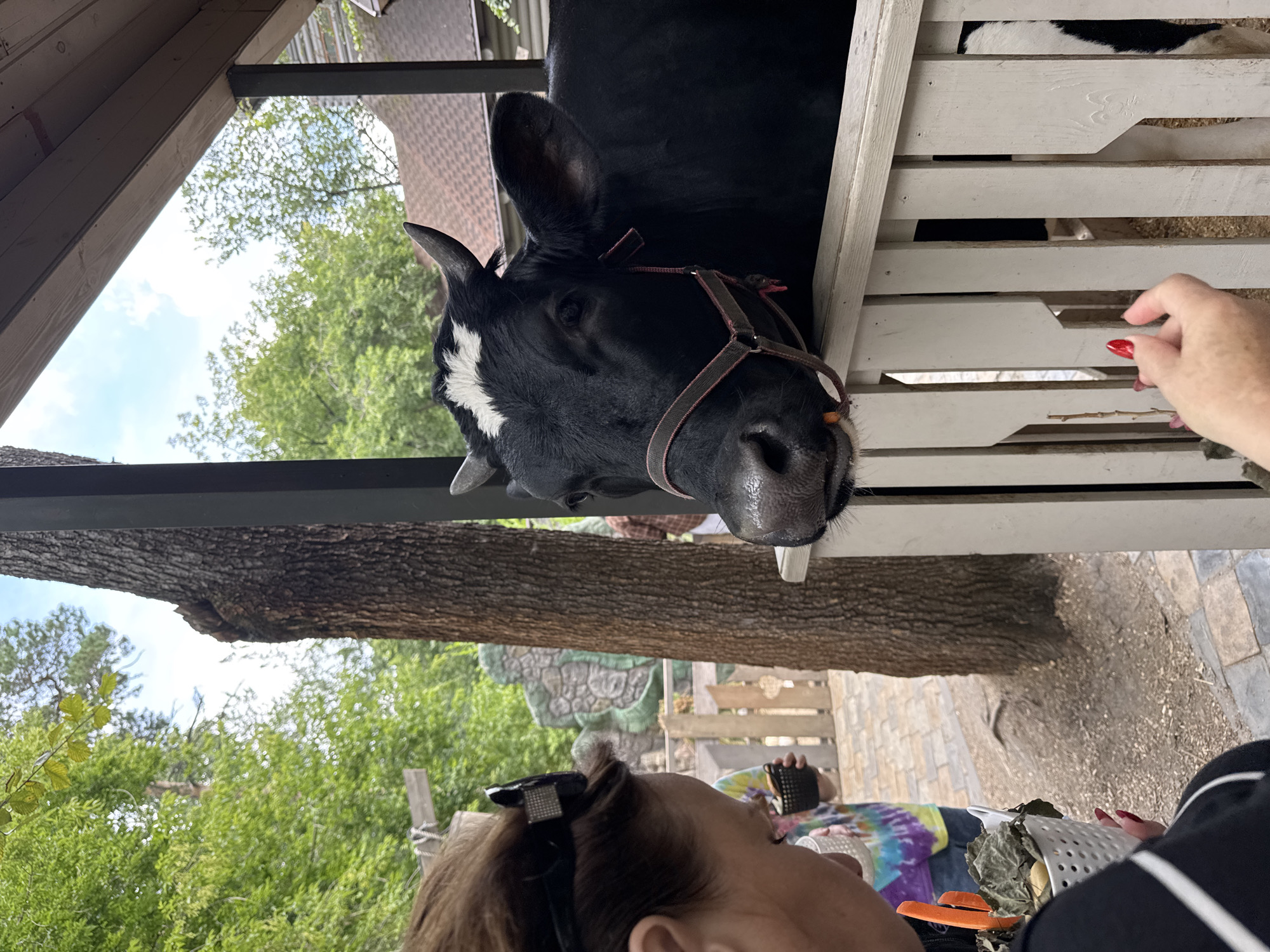 This image depicts an outdoor scene where a person is feeding a cow. The cow, a black and white breed, is leaning over a white wooden fence, appearing to eat something offered by the person. The person's hand, with red nail polish, is visible extending towards the cow. In the background, there are trees, a wooden structure that appears to be part of an enclosure, and other people. The environment suggests a farm, petting zoo, or similar animal interaction setting. There is no indication of the location being in Novosibirsk, Russia.