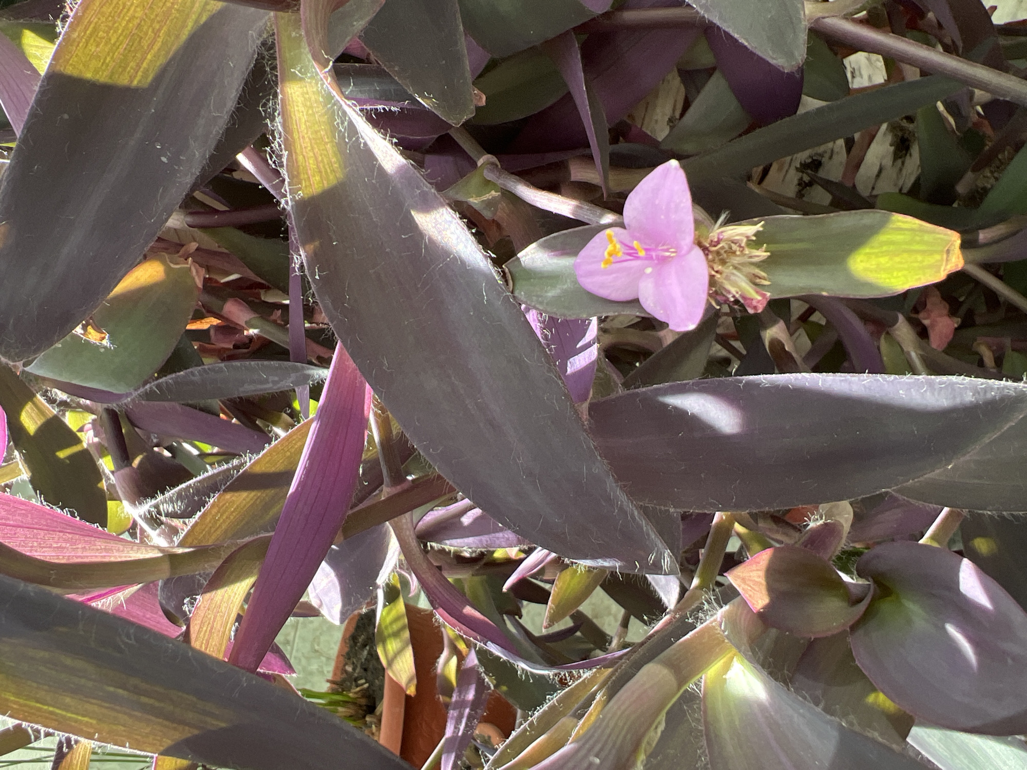 A close-up, high-angle shot captures a vibrant plant with striking purple foliage and a delicate pink flower, bathed in direct sunlight. The plant features elongated, lanceolate leaves, predominantly dark purple or burgundy in color, with some areas appearing greenish or yellowish where light透 (translucently) filters through. The leaves and stems are visibly covered in fine, white, hair-like trichomes, giving them a slightly fuzzy texture.
At the center-right of the frame, a single, small, soft pink flower with three petals and bright yellow stamens emerges from the foliage. Adjacent to the flower, a light green leaf or bract is visible, illuminated by a strong, yellow-green highlight. The sunlight creates sharp contrasts, casting bright highlights on the upper surfaces and edges of the leaves and stems, while other parts remain in deeper shadow. The dense arrangement of the leaves obscures most of the background, but hints of a lighter, possibly off-white or light gray surface, can be seen peeking through gaps in the foliage. Portions of what appears to be a brown pot or container are visible at the bottom and right edges of the image. The overall impression is one of a healthy plant thriving in bright, sunny conditions. No text is visible.