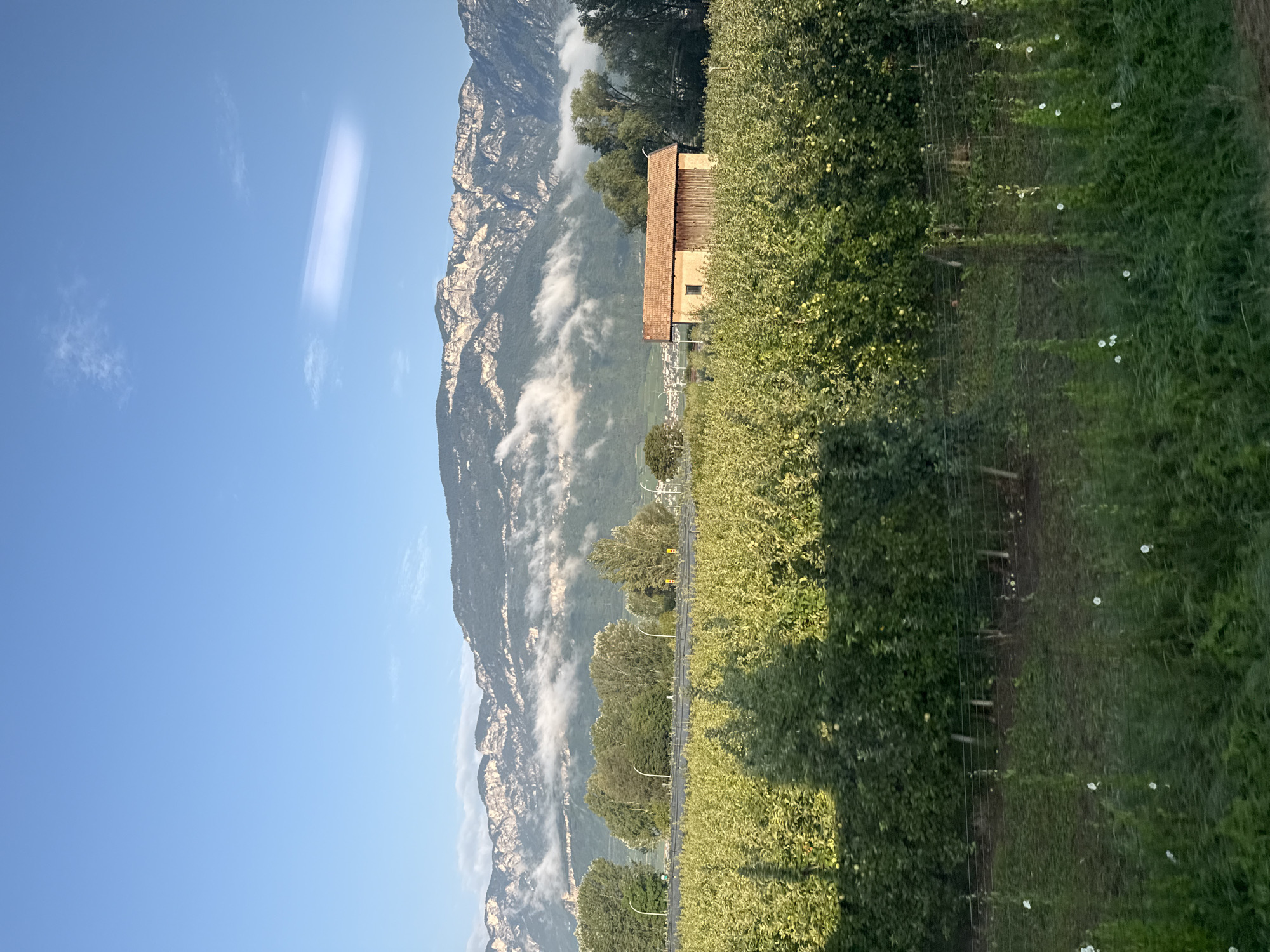 A horizontal, eye-level, medium shot shows an orchard in the foreground with mountains and a clear blue sky in the background. The orchard is planted with rows of green trees, many bearing small yellow fruits, possibly apples. In the middle ground, a small, rustic building with a red-tiled roof and wooden siding stands amongst the trees. Behind the orchard, a road with a few streetlights runs horizontally across the frame. Further back, a line of trees separates the orchard from a village nestled at the base of a large mountain range. The mountains are rugged and rocky, with some patches of white clouds clinging to their slopes. The sky is a brilliant blue, with a faint, elongated white cloud stretching across the upper portion of the frame. The image appears to have been taken in the morning or late afternoon, as indicated by the soft lighting and long shadows cast by the trees. The overall impression is one of rural tranquility and natural beauty.