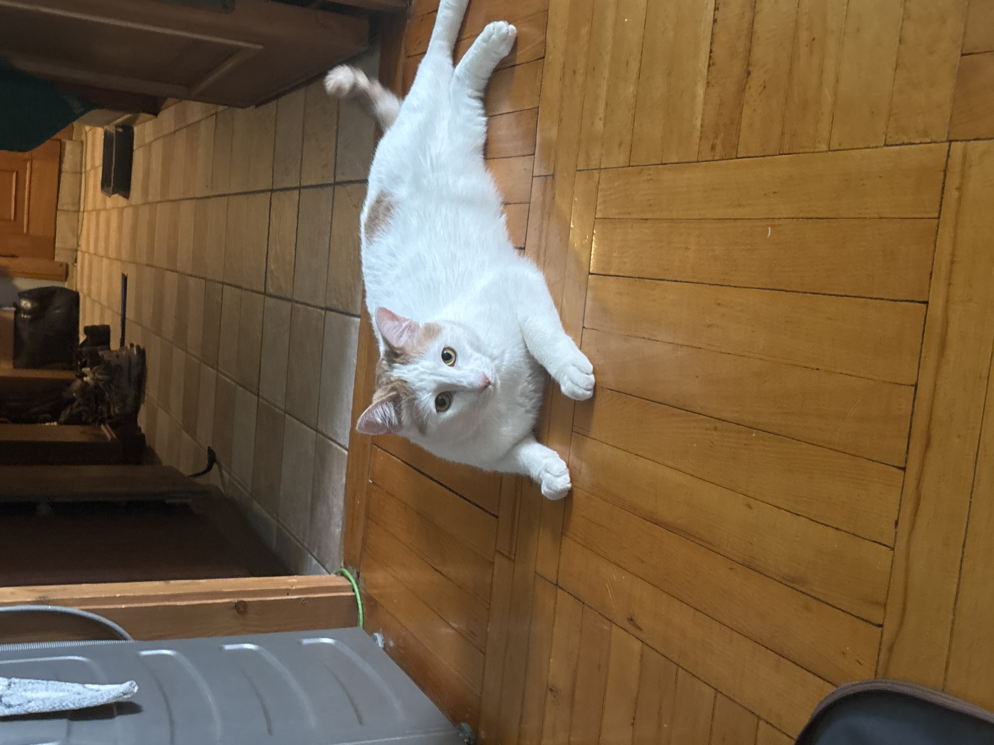 A white cat with orange markings is lying on a wooden floor. The cat is facing forward with its eyes open. The floor is made of polished wooden planks. In the background, there is a tiled hallway. The image appears to have been taken indoors. The location in the city of Vsevolozhsk, Russia, is not determinable from the image alone.
