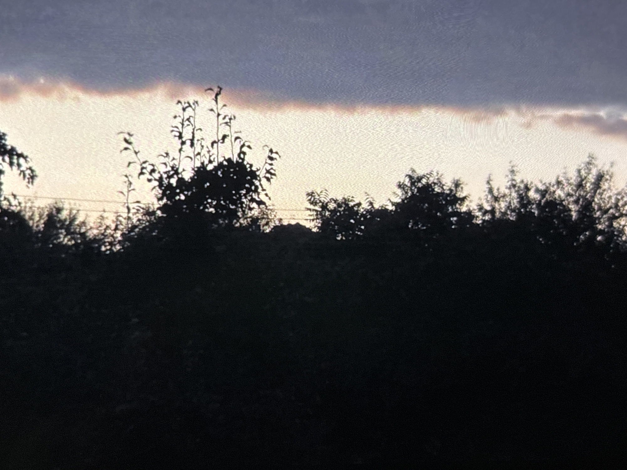 The image displays an outdoor landscape scene captured during twilight, likely sunset, over Wolverhampton, United Kingdom. The foreground is dominated by the dark, silhouetted forms of numerous trees and dense foliage, obscuring any ground details and creating a stark contrast with the sky above. The silhouettes suggest a wooded area, possibly a forest edge or a large garden.
The sky occupies the upper half of the frame, presenting a dramatic transition of light and color. Directly above the treeline, there is a bright, pale band of sky. Above this, a distinct and elongated horizontal cloud formation stretches across the mid-sky. The bottom edge of this cloud is illuminated by the setting sun, displaying soft hues of pinkish-orange and faint red, indicating atmospheric scattering of light. The clouds further up are a darker, cool blue-grey, suggesting thicker cloud cover or the deepening twilight.
There are no visible people, specific objects beyond the natural landscape elements, or discernible activity taking place. The scene conveys a sense of peaceful tranquility as day transitions to night. No visible text is present in the image.
