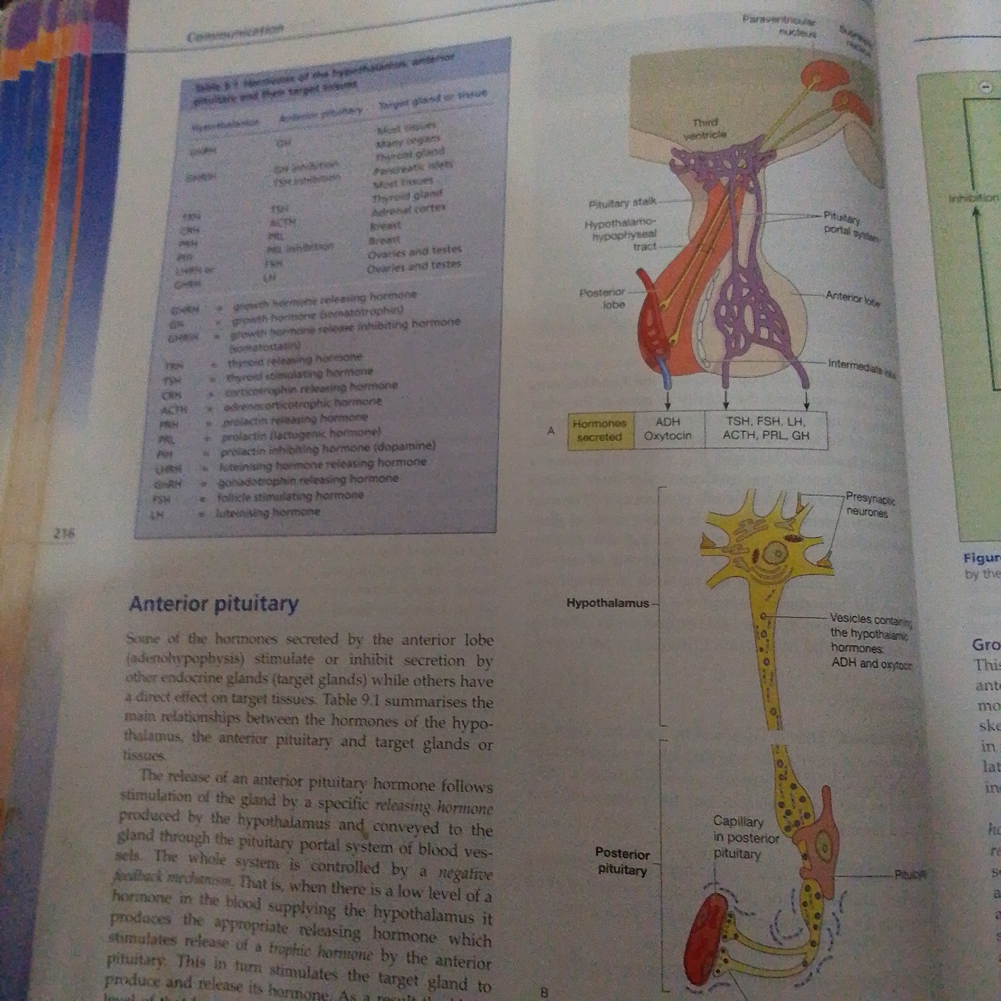 The image displays two diagrams illustrating the anatomy and hormonal regulation of the pituitary gland and its connection to the hypothalamus. The first diagram, on the upper right, shows a sagittal view of the hypothalamus and pituitary gland, highlighting the third ventricle, paraventricular nucleus, and supraoptic nucleus within the hypothalamus, as well as the pituitary stalk, posterior lobe, anterior lobe, and intermediate lobe of the pituitary. The second diagram, below the first, focuses on the posterior pituitary, depicting a neuron with its axon terminals in the posterior pituitary, showing vesicles containing ADH and oxytocin, and a capillary network.
To the left of the diagrams is a table, labeled "Table 9.1 Hormones of the hypothalamus, anterior pituitary and their target tissues," which lists various hypothalamic and anterior pituitary hormones, their abbreviations, and their target glands or tissues. The text below the table discusses the anterior pituitary's role in stimulating or inhibiting other endocrine glands and the mechanism of hormone release, involving releasing hormones from the hypothalamus and negative feedback.
The overall scene appears to be from a textbook or educational material, indicated by the presence of diagrams, tables, and explanatory text. There are no people or specific environmental cues to suggest a particular time of day, weather, or explicit location beyond what is implied by the scientific subject matter. The image is educational in nature, focused on explaining complex physiological processes. Visible text includes labels for anatomical structures, hormone names, and descriptive paragraphs.