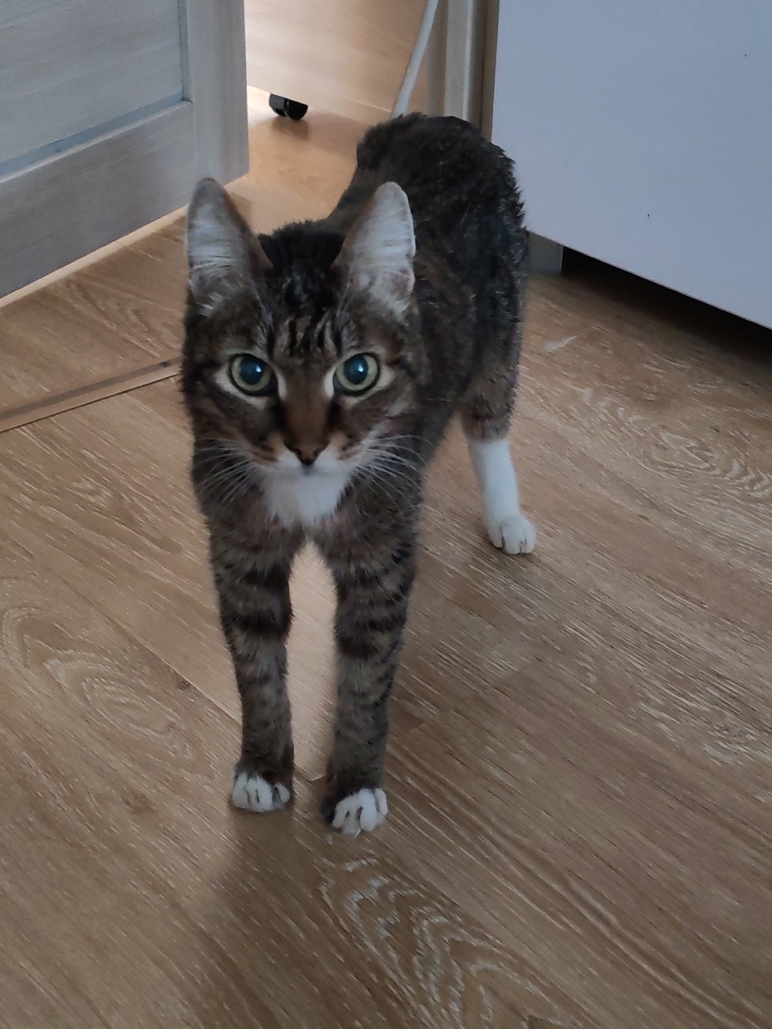 A tabby cat with striking green eyes is the central subject of this indoor photograph, taken in Chaikovsky, Russia. The cat stands on all four paws, facing directly towards the camera, conveying a sense of alertness and curiosity. Its fur is a mix of brown and grey tones with dark, distinct stripes, characteristic of a mackerel or classic tabby pattern. The cat has a white patch on its chest and chin, and its paws are also white, resembling "socks."
The setting is a well-lit indoor space, likely a home. The floor is made of light-colored laminate or hardwood with a noticeable grain pattern. In the background to the left, a light grey or beige door is ajar, revealing a glimpse into an adjacent room where a small, dark object rests on the floor. To the right, a plain white wall or piece of furniture forms the background. The lighting is soft and even, suggesting either indirect natural light or well-distributed artificial light, with no harsh shadows.
The cat appears to be the sole subject, captured in a moment of stillness and observation. Its wide, focused eyes are particularly prominent, fixed on the viewer. No specific activity is taking place beyond the cat's attentive stance. There are no people or visible text in the image. The scene suggests a quiet, everyday moment with a household pet.