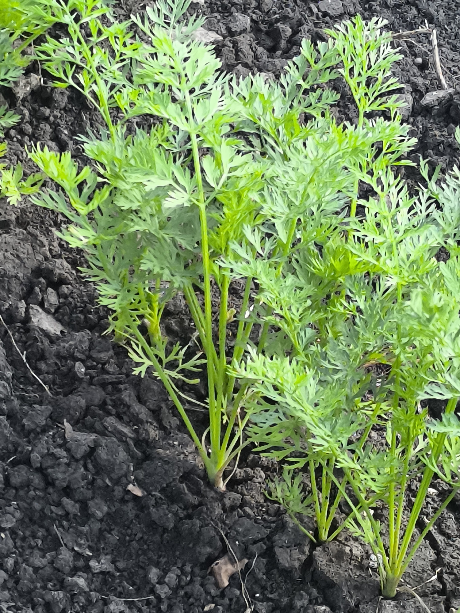 The image shows a close-up view of several young carrot plants growing in dark soil. The plants have bright green, feathery leaves and thin, pale green stems. The soil is dark and appears to be slightly clumpy, with some small pebbles and dried leaves visible on the surface. The lighting suggests it is daytime, with the sun likely positioned to the right of the frame, casting subtle shadows. There are no people or animals present in the image, and no discernible man-made structures are visible. The scene is focused on the natural growth of the carrot plants in their garden environment.
