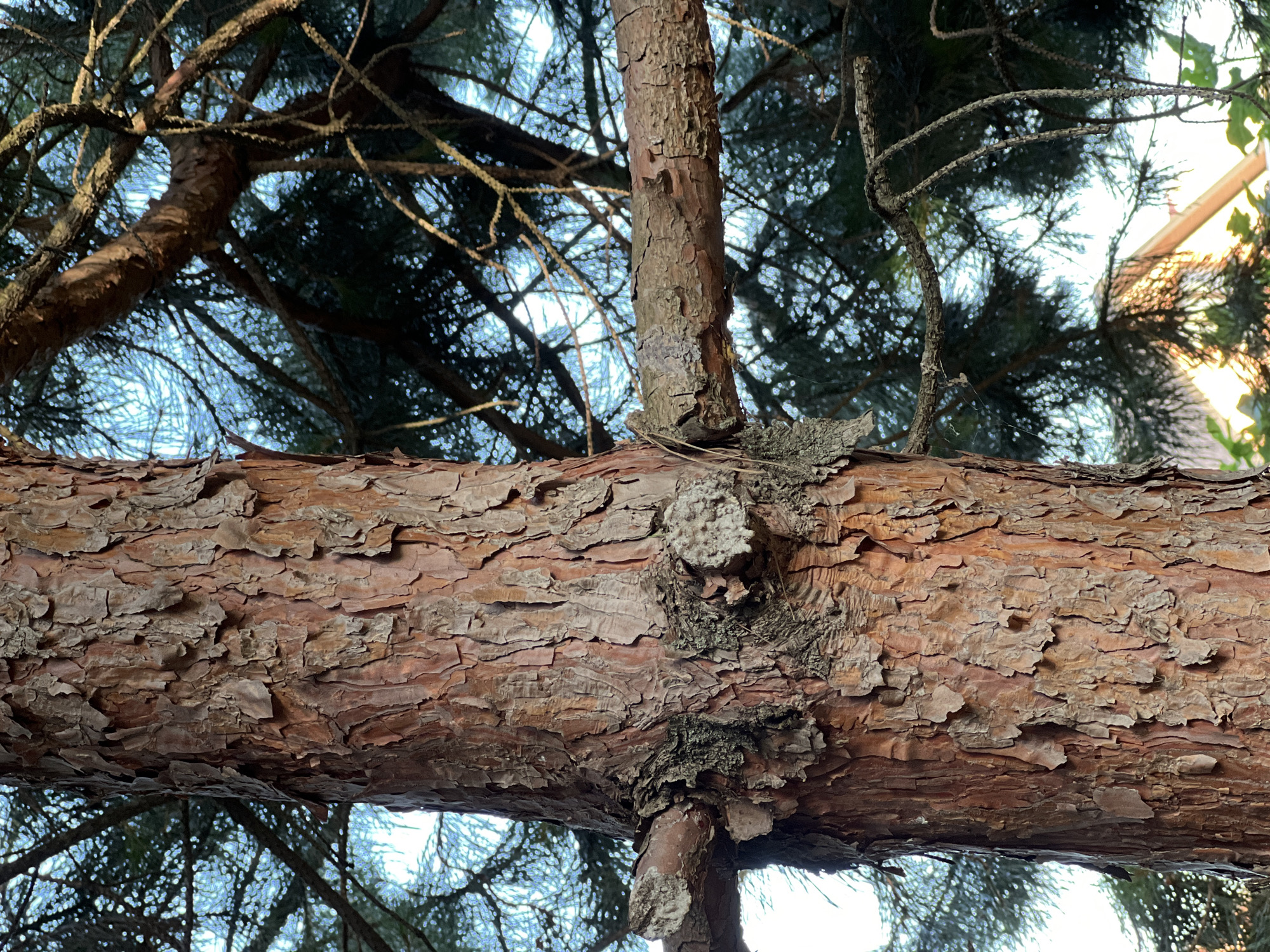 A close-up, vertically oriented shot focuses on the textured bark of a tree trunk. The bark is a reddish-brown with deep fissures and peeling layers, showing intricate patterns. A horizontal branch extends from the left side of the trunk, partially obscured by the main trunk. Behind the trunk and branch, dense evergreen foliage forms a dark, textured backdrop, with the bright sky visible through the gaps. The lighting suggests it is daytime, possibly late afternoon, as indicated by the warm tones on the bark and the bright sky. There are no people or animals visible in the image. The scene appears to be in an outdoor, natural setting, with no specific urban elements identifiable in the immediate frame. The location is identified as Severskaya, Russia.