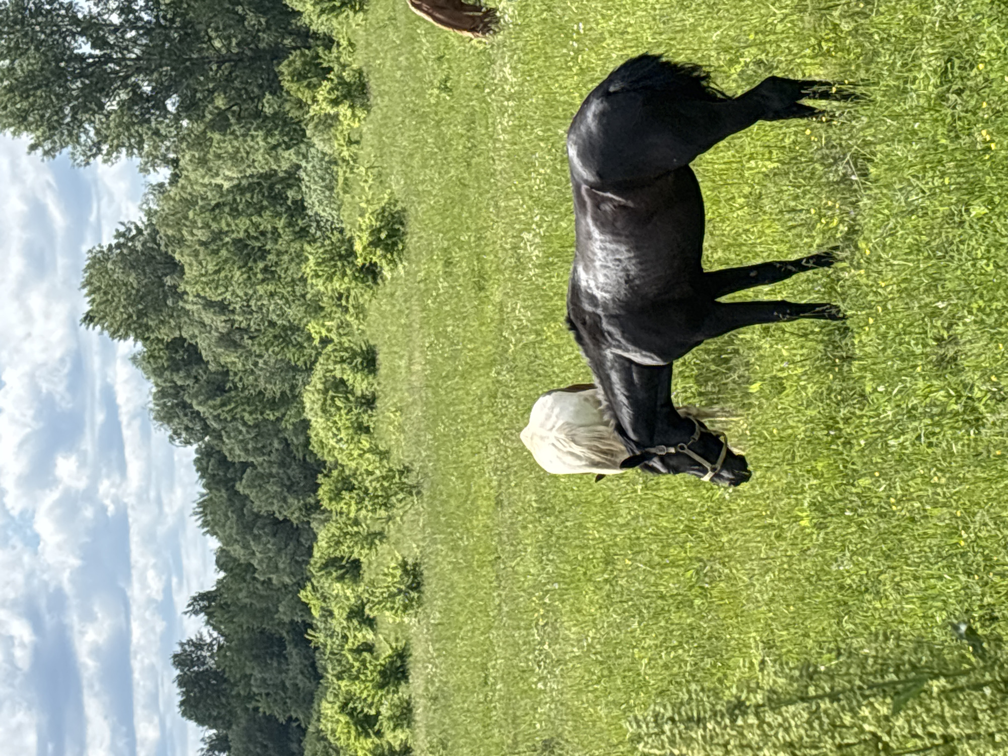 A black horse with a halter grazes in a lush green field. Behind it, a white horse with a tan mane is also visible. The field is dotted with small yellow flowers. In the background, a line of trees with dense green foliage separates the field from a cloudy sky. The image appears to be taken in a rural setting, possibly in the city of Noviy, Russia, given the presence of horses in a natural landscape.