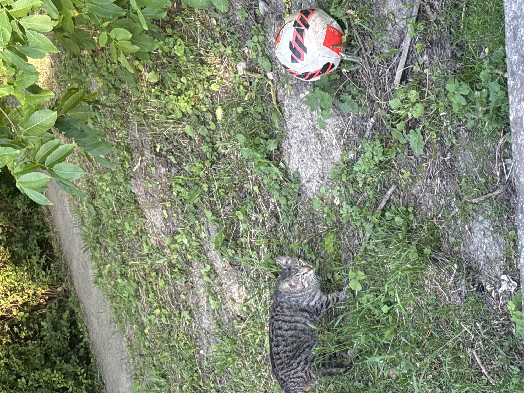The image depicts an outdoor scene, likely a grassy area adjacent to a concrete surface, with a soccer ball and a tabby cat. The location is unknown to be Shumen, Bulgaria.
**Objects:** A soccer ball (red, white, and black), a tabby cat (grey and black stripes), grass, various weeds, and a concrete edge.
**Environment:** The scene is overgrown with grass and weeds. There appears to be a concrete curb or edge along one side of the image. The lighting suggests it is daytime.
**Actions:** The cat is lying in the grass, paws slightly extended. The soccer ball is lying still among the weeds.