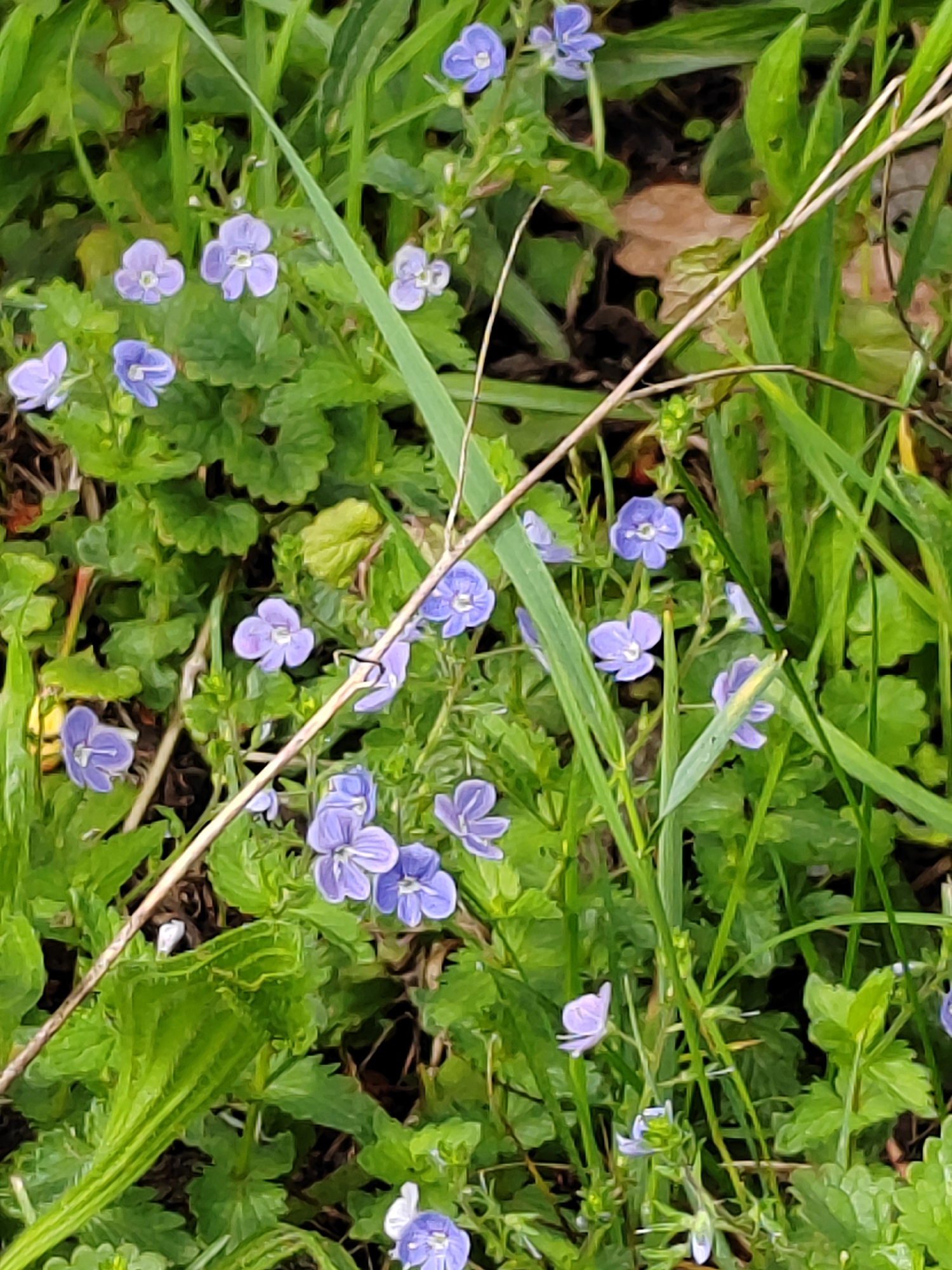The image shows a close-up view of a patch of small, light purple flowers interspersed with green foliage. The flowers have four petals and a darker center. The leaves are small and somewhat heart-shaped. The background is blurred, suggesting a shallow depth of field, and consists of more greenery and some dark soil or leaf litter. A thin, dry stem or blade of grass runs diagonally across the image, partially obscuring some of the flowers. The lighting appears to be natural daylight, creating soft shadows. This scene is consistent with a natural outdoor environment, such as a meadow, garden, or woodland edge, and could be found within the Воўчынскі сельскі Савет region of Belarus. There are no people, animals, or man-made structures visible in the frame.