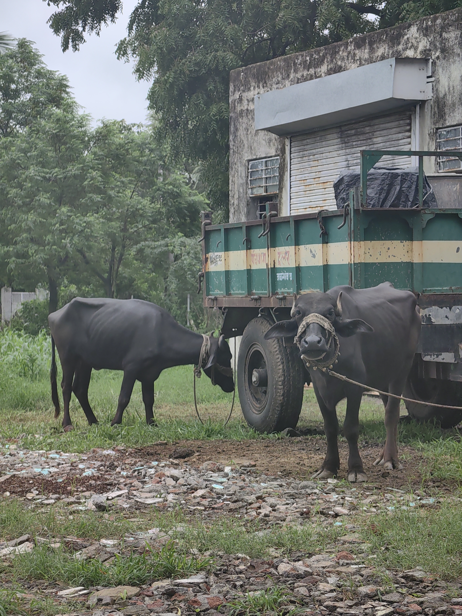 Two dark-colored water buffaloes are standing on a patch of dry grass and debris in front of a green and yellow striped truck. The buffalo on the left is facing away from the camera, with its head down, appearing to graze. The buffalo on the right is facing the camera, with a rope halter around its head. The truck is parked next to a weathered building with a large, closed roller door and two small barred windows. Trees and foliage are visible in the background. The scene is located in Mhaiswadi, India.