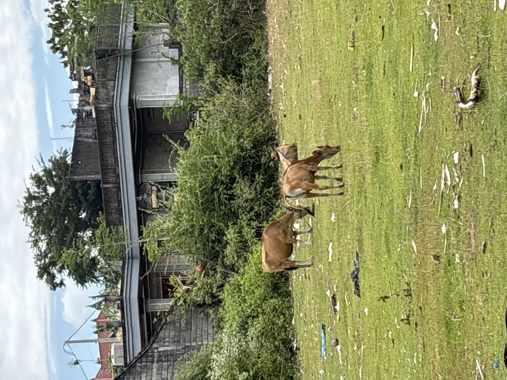 In the city of Kuta Selatan, Indonesia, two cows are grazing in a field littered with trash. One cow, a reddish-brown color, is to the left, facing left and grazing. Another, lighter brown cow, is to the right, also facing left and grazing. Behind the cows, a dense green bush line separates the field from a building with a grey stone lower level and a lighter colored upper level. The upper level has a flat roof with some structures on it. The sky above is cloudy.