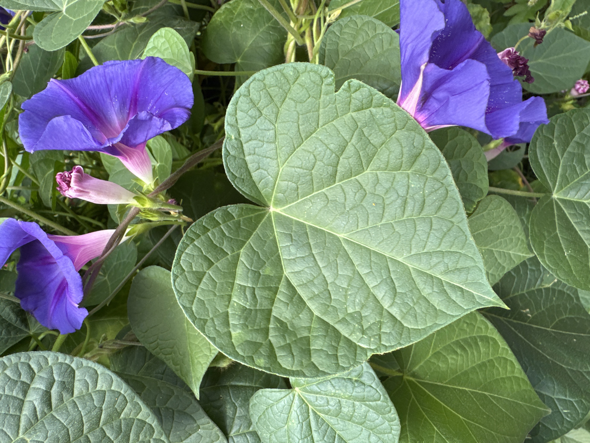This is a close-up, eye-level, medium shot of purple morning glory flowers and green leaves. The flowers are vibrant purple with pink tinges at the base, and they are partially obscured by the lush green foliage. The leaves are heart-shaped with prominent veins. The image appears to be taken outdoors, possibly in a garden or park setting. There are no people or animals visible in the image, and no specific landmarks that would place it in Kyiv, Ukraine.