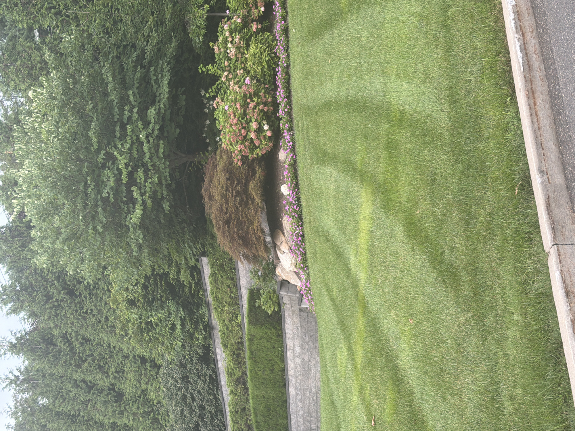 This is a full shot of a landscaped yard with a tiered wall structure, manicured grass, and various plants. The yard is sloped, with the grass in the foreground showing distinct mowing patterns. The tiered wall is constructed from light-colored stone blocks and supports layers of lush green hedges and shrubs. At the base of the wall, there is a line of small pink flowers. Behind the wall, a large, leafy tree with dark brown foliage is visible, along with flowering bushes in shades of pink and white. In the background, a dense wall of tall evergreen trees forms a natural backdrop. The sky is overcast, creating a soft, diffused light. The location is identified as the Village of Great Neck, United States of America. There are no people or animals visible in the image.