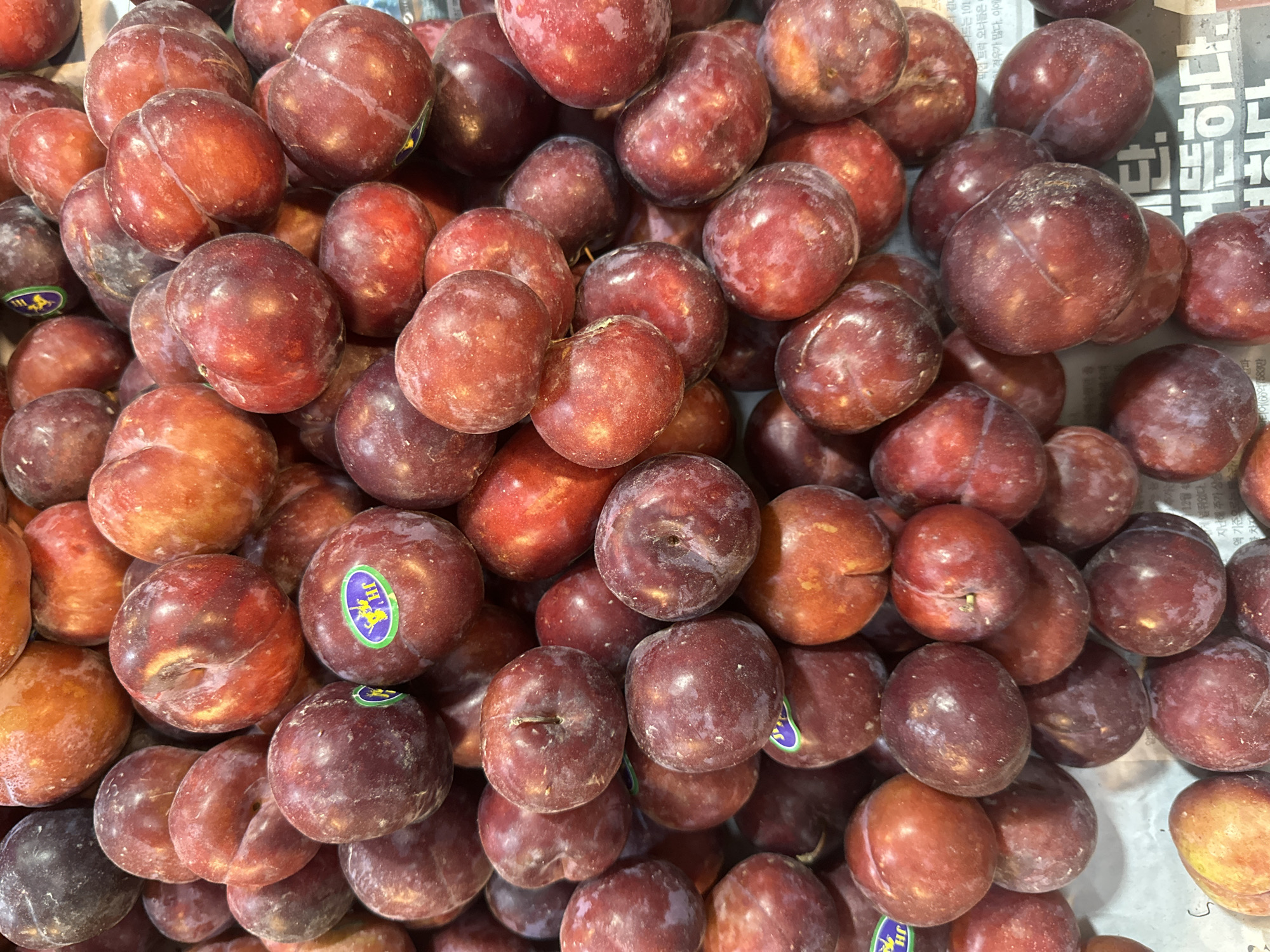 A close-up, top-down view showcases a large pile of ripe, red-purple plums. The fruits are varied in shape and size, with some exhibiting a slight blush of orange or yellow. A few plums bear small, circular stickers, one of which has green, yellow, and blue elements. The plums are densely packed together, creating a textured surface with visible shadows. The background consists of what appears to be newsprint, with some text visible, suggesting the plums are displayed on a surface covered with paper. The image captures the vibrant colors and natural imperfections of fresh produce. The specific location within ตำบลเกาะพะงัน, Thailand, is not discernable from the visual information provided.