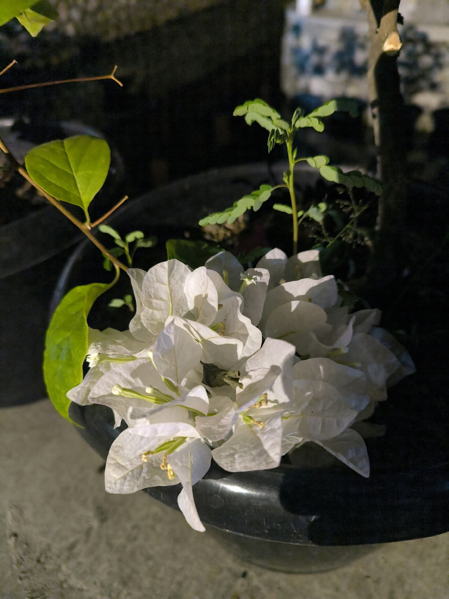 A close-up shot features a cluster of delicate white bougainvillea flowers in a dark pot. The flowers have translucent petals with visible veins, and their yellow stamens are slightly protruding. To the left of the flowers, a large, vibrant green leaf is attached to a thin, brown stem. Behind the bougainvillea, a slender green plant with compound leaves emerges from the pot. The background is dark and out of focus, with hints of light and shadow suggesting an outdoor setting, possibly a garden or balcony. The pot itself is dark and appears to be made of plastic, with a rough texture. The ground in front of the pot is a textured, grey surface, likely concrete or paving stones. The lighting suggests it is daytime, with sunlight casting distinct shadows on the flowers and ground. There are no people or animals visible in the scene.
