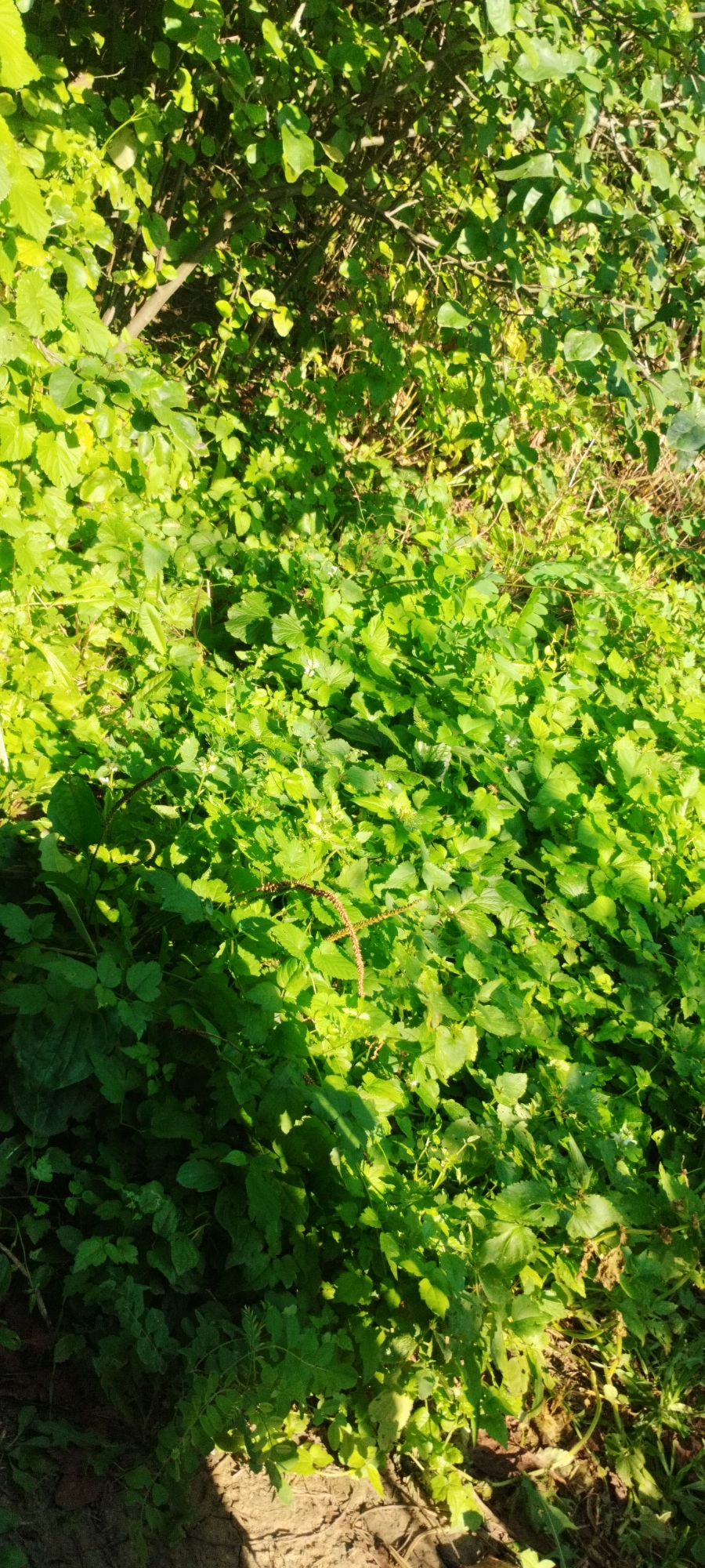 The image shows a close-up view of dense green foliage, predominantly leaves and some thin branches, bathed in sunlight that casts shadows. The scene is outdoors, likely a natural or semi-natural area given the abundance of plants. In the center of the frame, a spiky, brown plant stalk with smaller seed-like structures emerges from the greenery. The ground below is partially visible, appearing to be soil and possibly some dry leaves or debris. The lighting suggests it is daytime, with sunlight filtering through the leaves and creating a dappled effect. There are no people or animals visible in the image. The overall impression is a vibrant, overgrown natural setting.