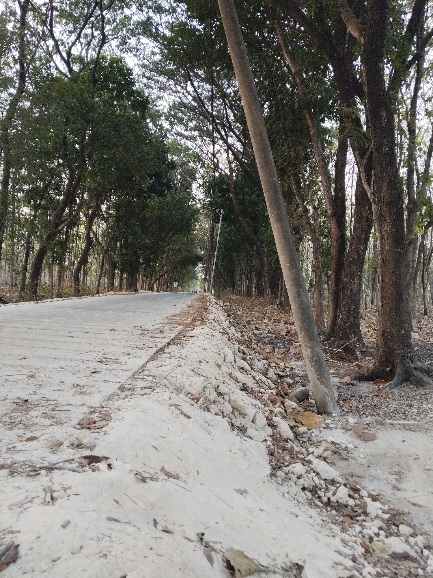 The image depicts a paved road bordered by trees on both sides, suggesting a park or natural reserve. The road is empty except for a distant figure walking, implying a peaceful and secluded atmosphere. The presence of a utility pole further suggests that the area is developed for public access. The scene is well-lit, possibly indicating daytime, and the foliage suggests a temperate or tropical climate. The overall impression is one of a tranquil, natural setting within a city, likely a popular spot for outdoor activities.